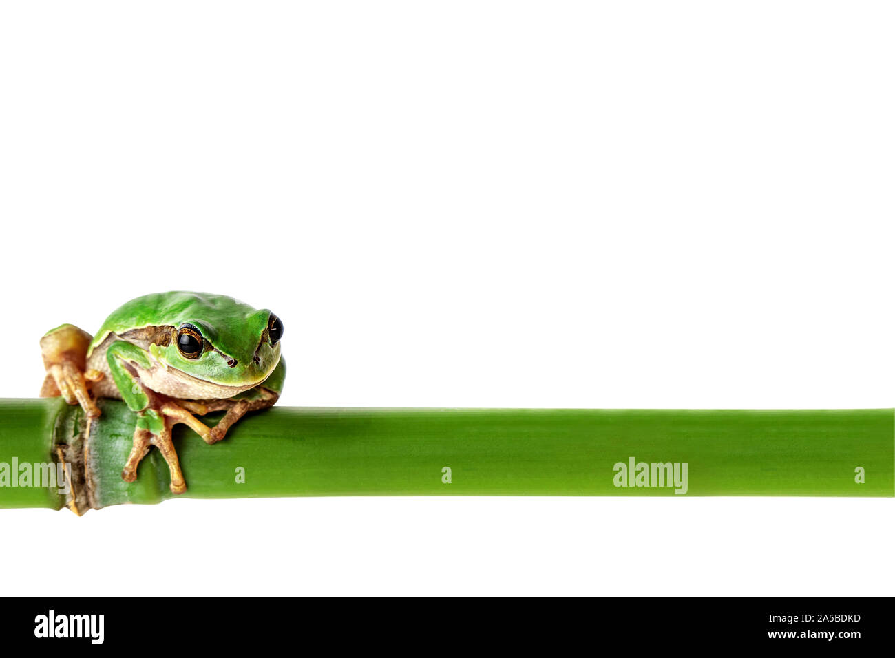 Green Frog auf Weiß. Umweltkonzept mit Laubfrosch und grüner Bambus stick. Bild enthalten. Stockfoto