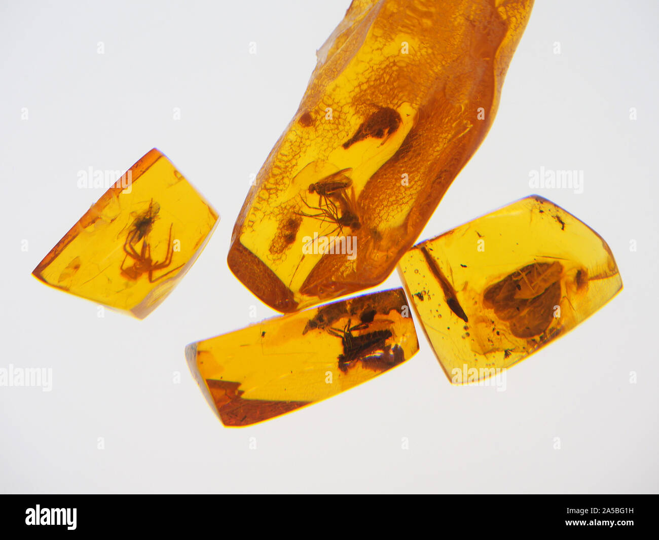 Beispiele für Insekten in Bernstein im Bernsteinmuseum, Birute Park, Palanga, Litauen gefangen. Stockfoto