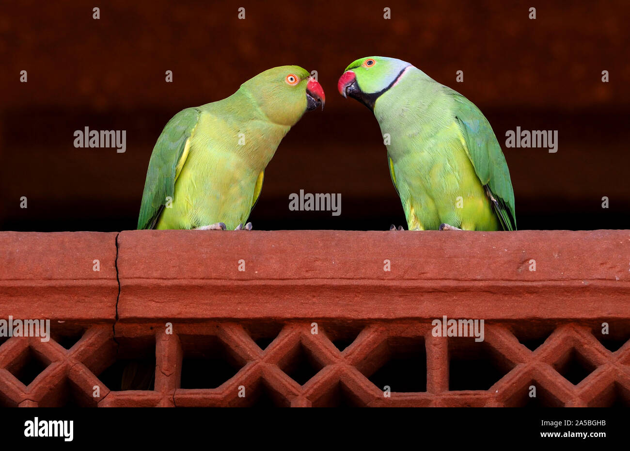 Indische Ring Necked Papageien (Psittacula krameri), Indien Stockfoto