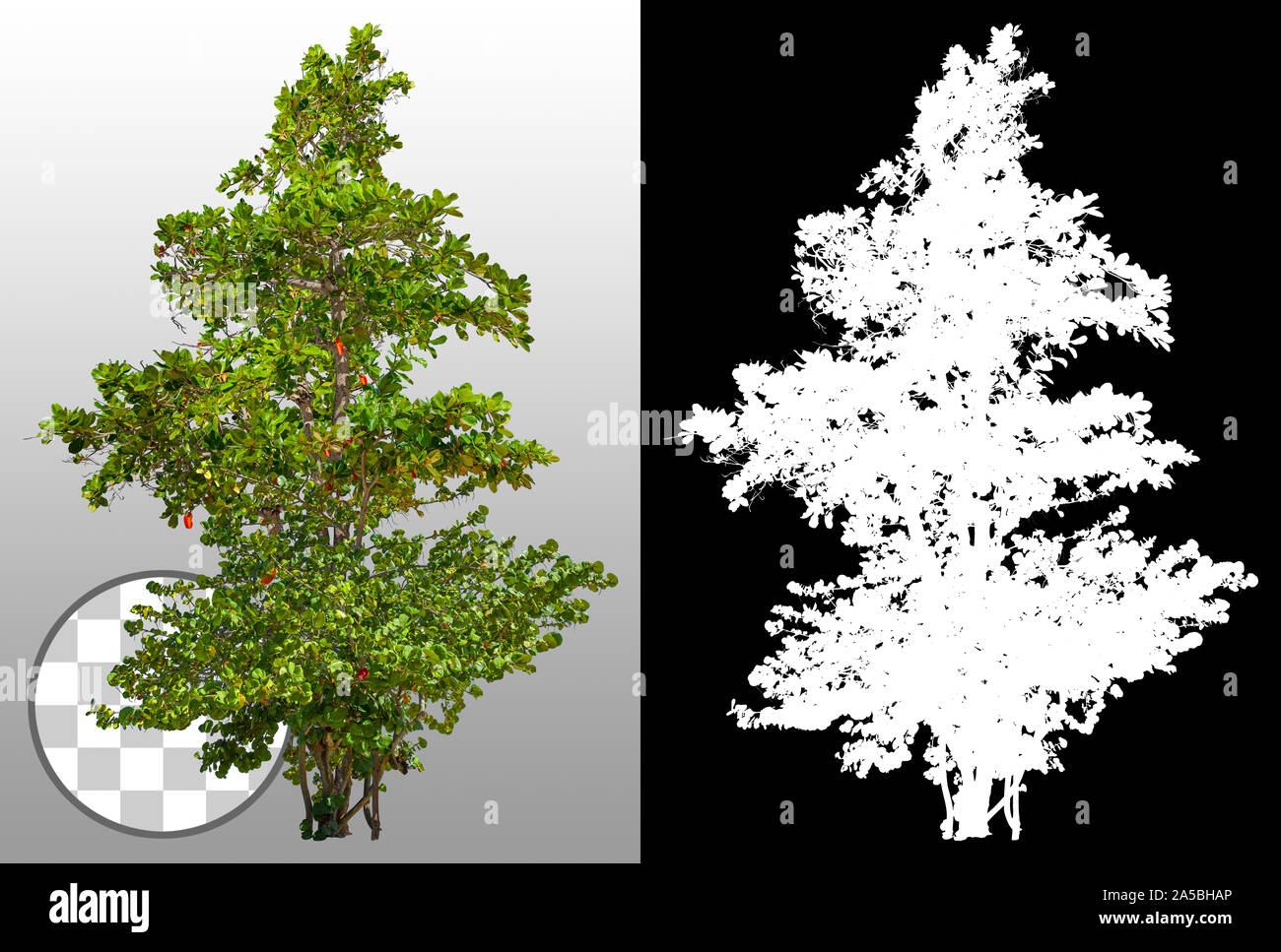 Plumeria-Baum. Grüner tropischer Busch isoliert auf transparentem Hintergrund. Strauch mit grünem Laub. Exotische Anlage für den Landschaftsbau. Hochwertige Maske. Stockfoto