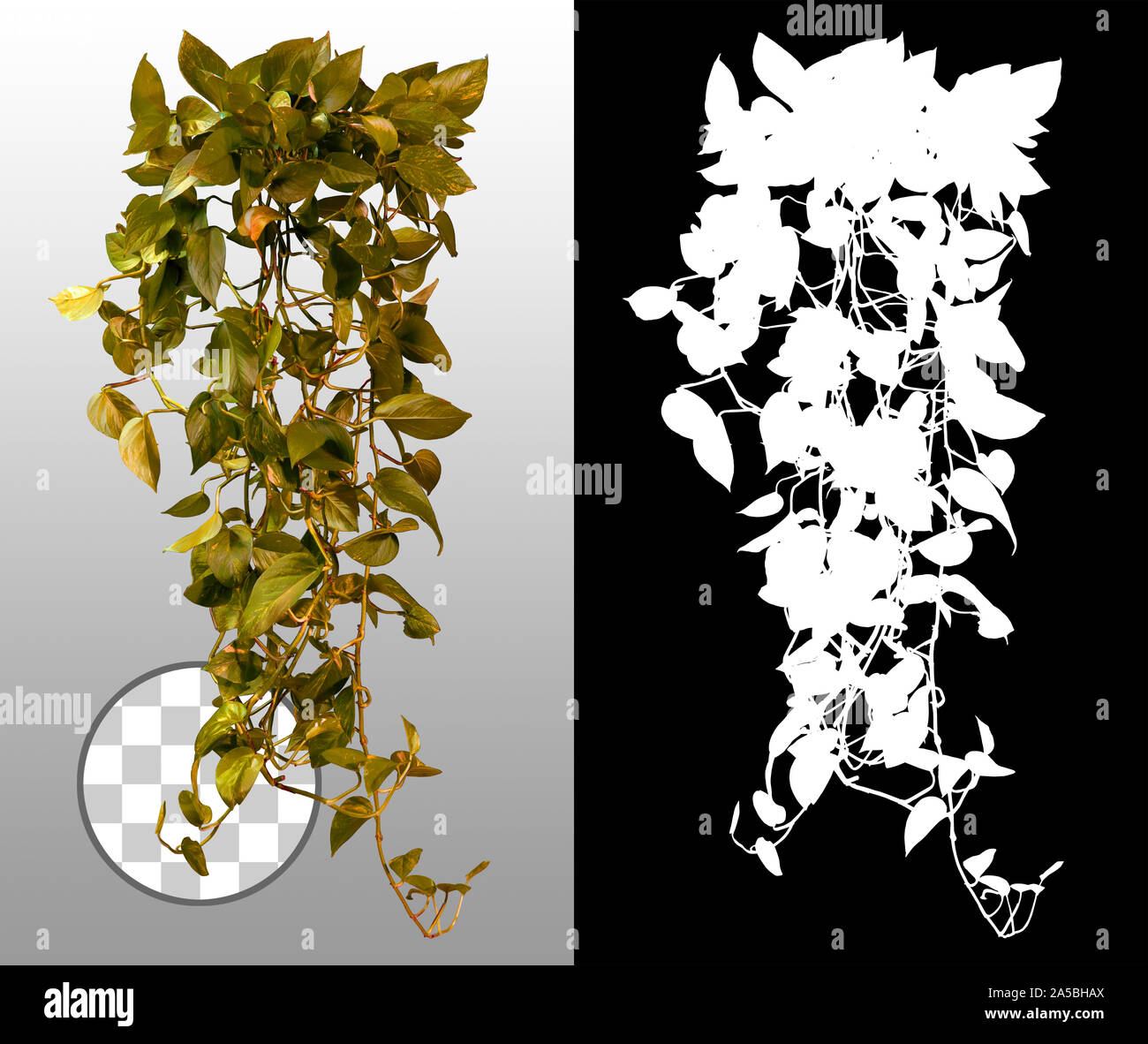 Ivy mit üppigem Laub. Kletterpflanze im Herbst isoliert auf transparentem Hintergrund über einen Alphakanal. Schneiden Sie wilde Rebenblätter aus. Stockfoto