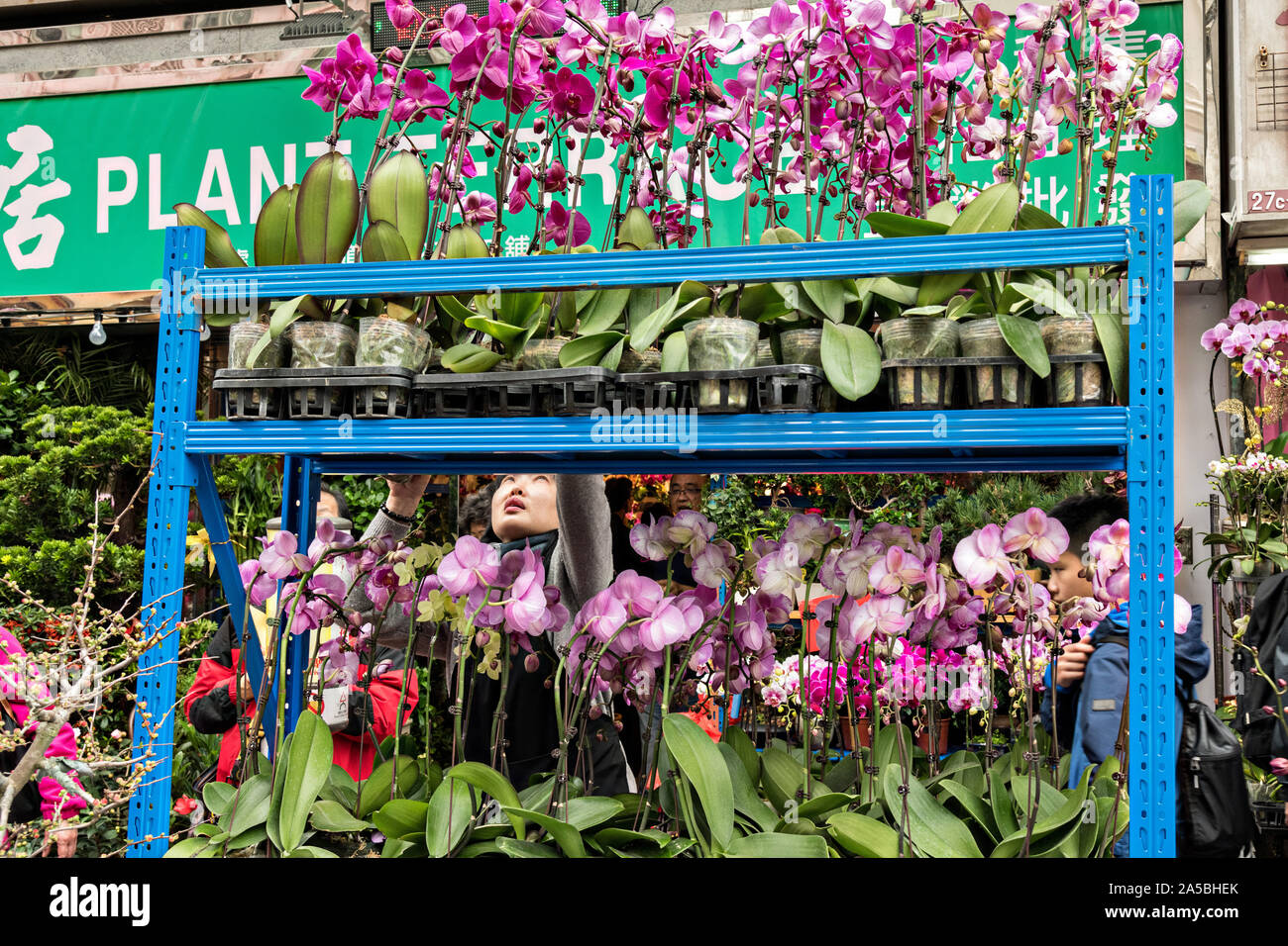 Exotische Orchideen auf dem Mong Kok Blumenmarkt von Kowloon, Hong Kong. Stockfoto