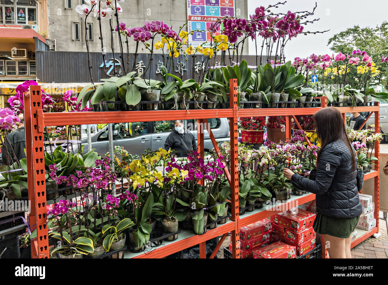 Exotische Orchideen auf dem Mong Kok Blumenmarkt von Kowloon, Hong Kong. Stockfoto