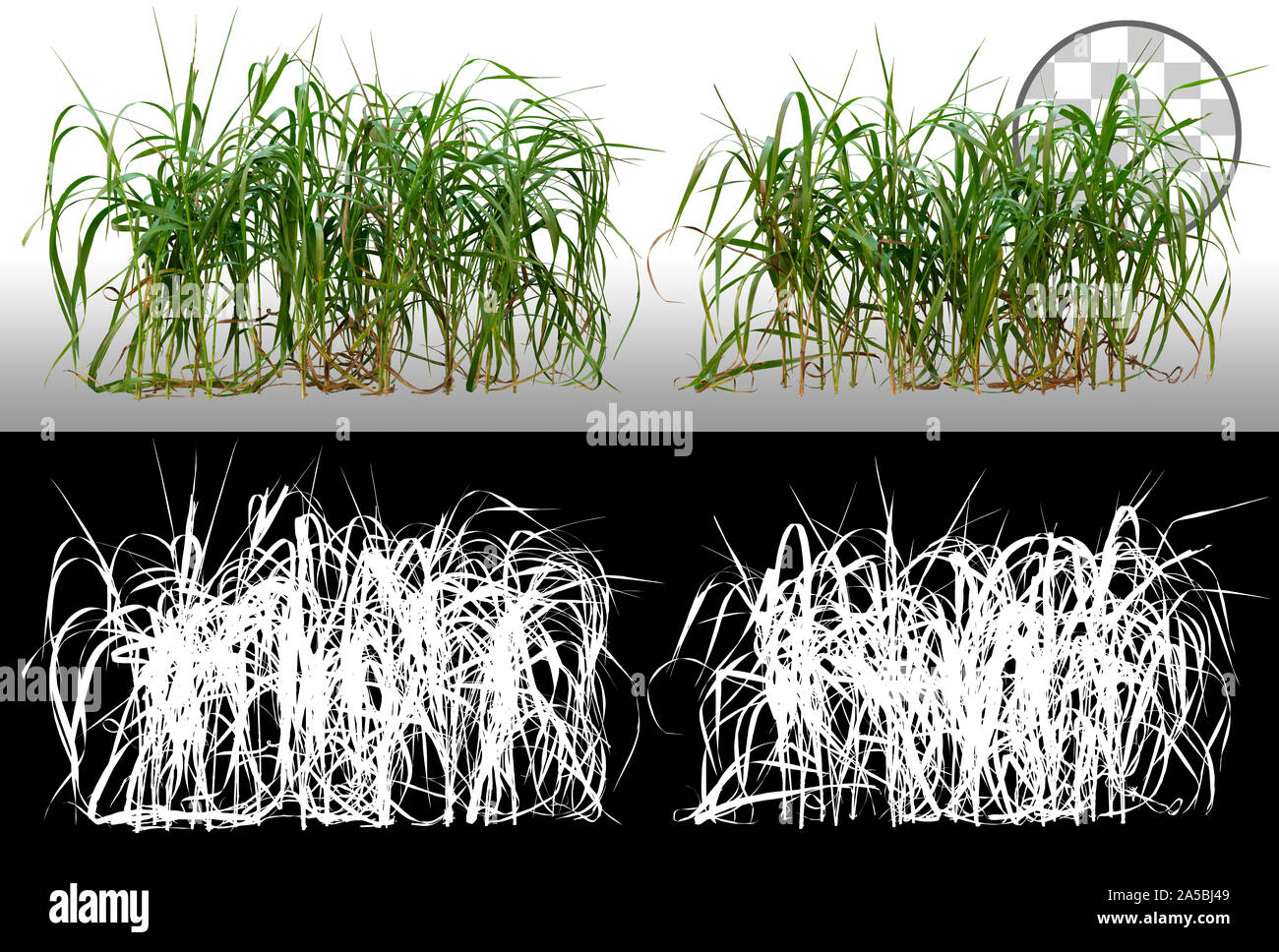Haufen wildes Gras. Grashalme. Grüne Büschel isoliert auf transparentem Hintergrund über einen Alphakanal. Hochwertige Beschneidmaske Stockfoto