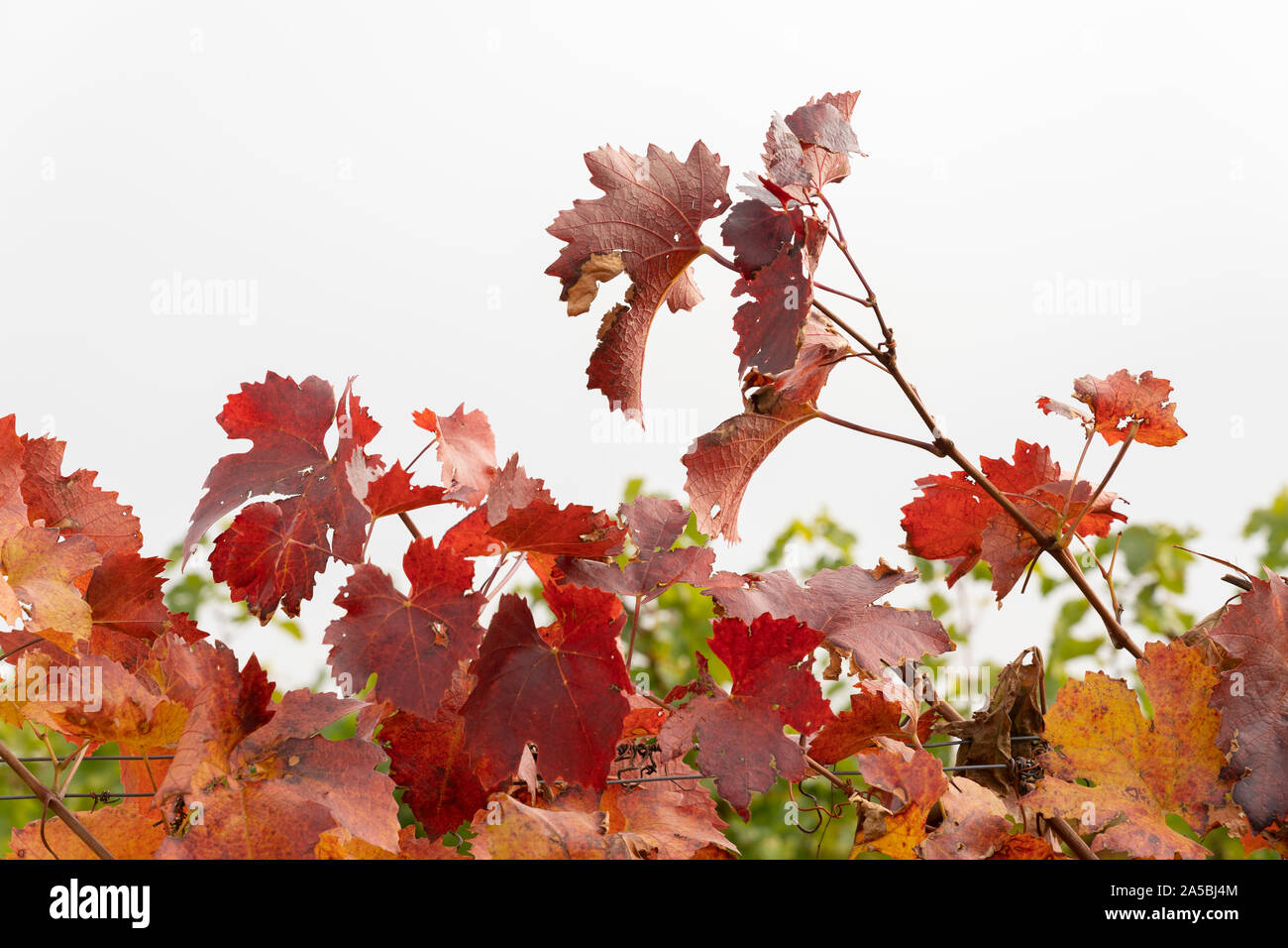 Eine Nahaufnahme der leuchtend rote Blätter im Herbst der Europäischen Weinrebe (Vitis vinifera) in Niederösterreich Stockfoto