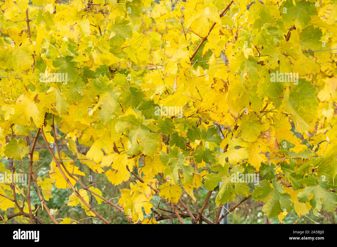Ein Hintergrund der grünen und gelben Blätter der Europäischen Weinrebe (Vitis vinifera) im Herbst in Niederösterreich Stockfoto