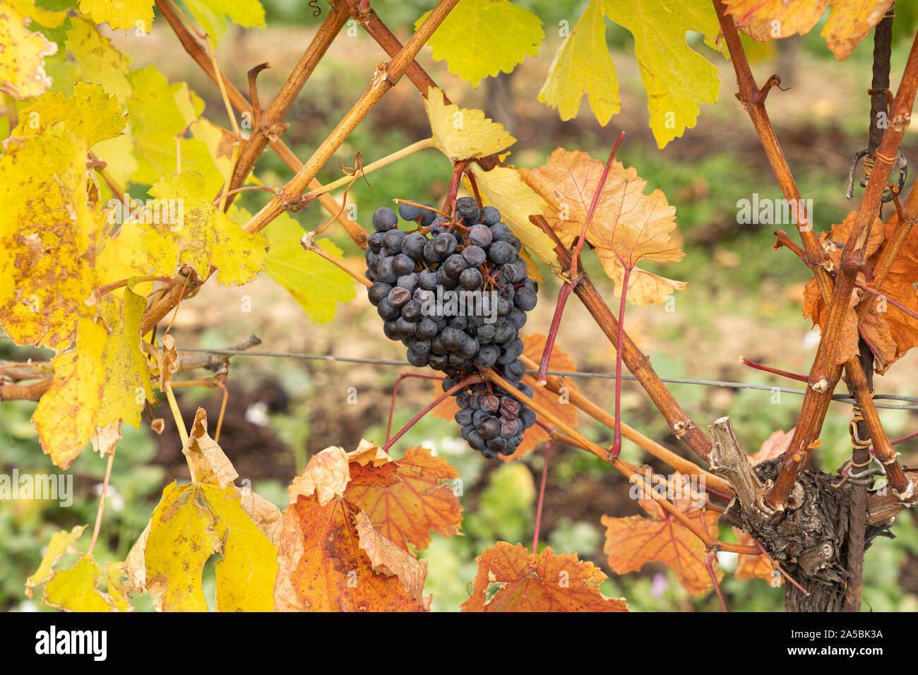 Verschrumpelte Trauben wachsen auf eine Europäische Weinrebe (Vitis vinifera) Stockfoto