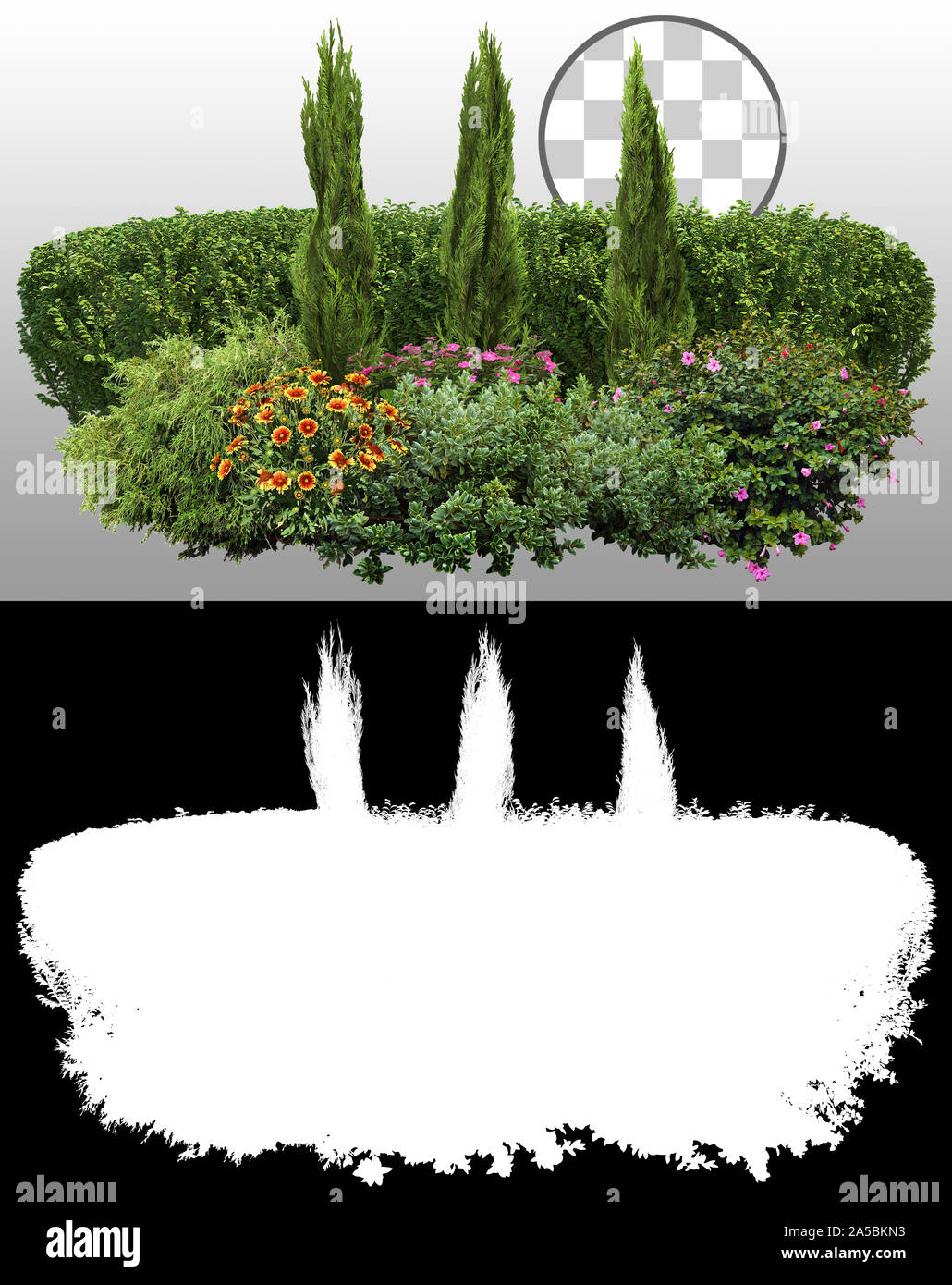 Ausgeschnittene grüne Hecke und Blumenbeet. Gartendesign isoliert auf transparentem Hintergrund über einen Alphakanal. Blühender Strauch und Pflanzen für den Landschaftsbau. Stockfoto