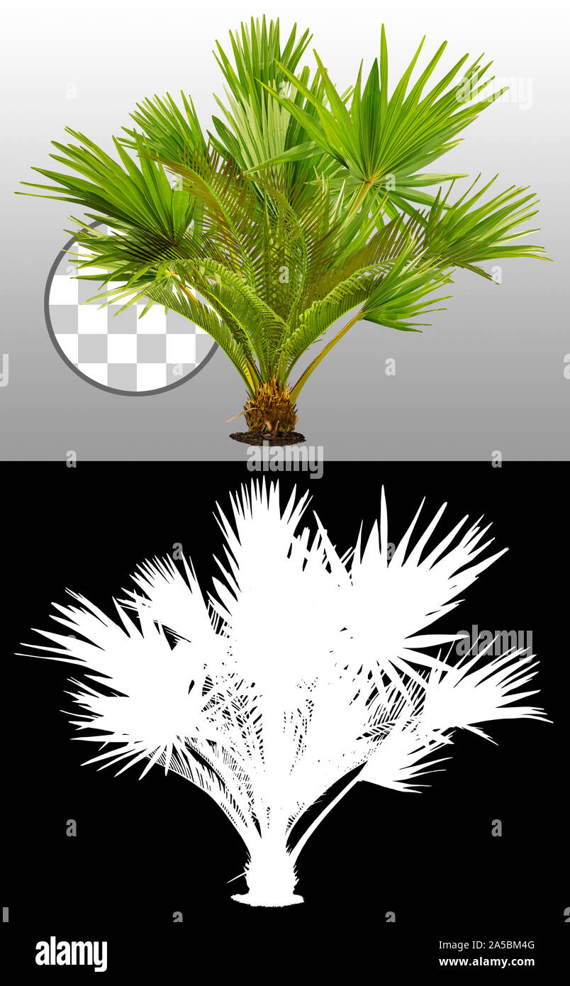 Tropische Pflanze mit üppigem grünen Laub. Exotische Vegetation isoliert auf transparentem Hintergrund über einen Alphakanal. Palmblätter. Dschungelpflanze. Stockfoto