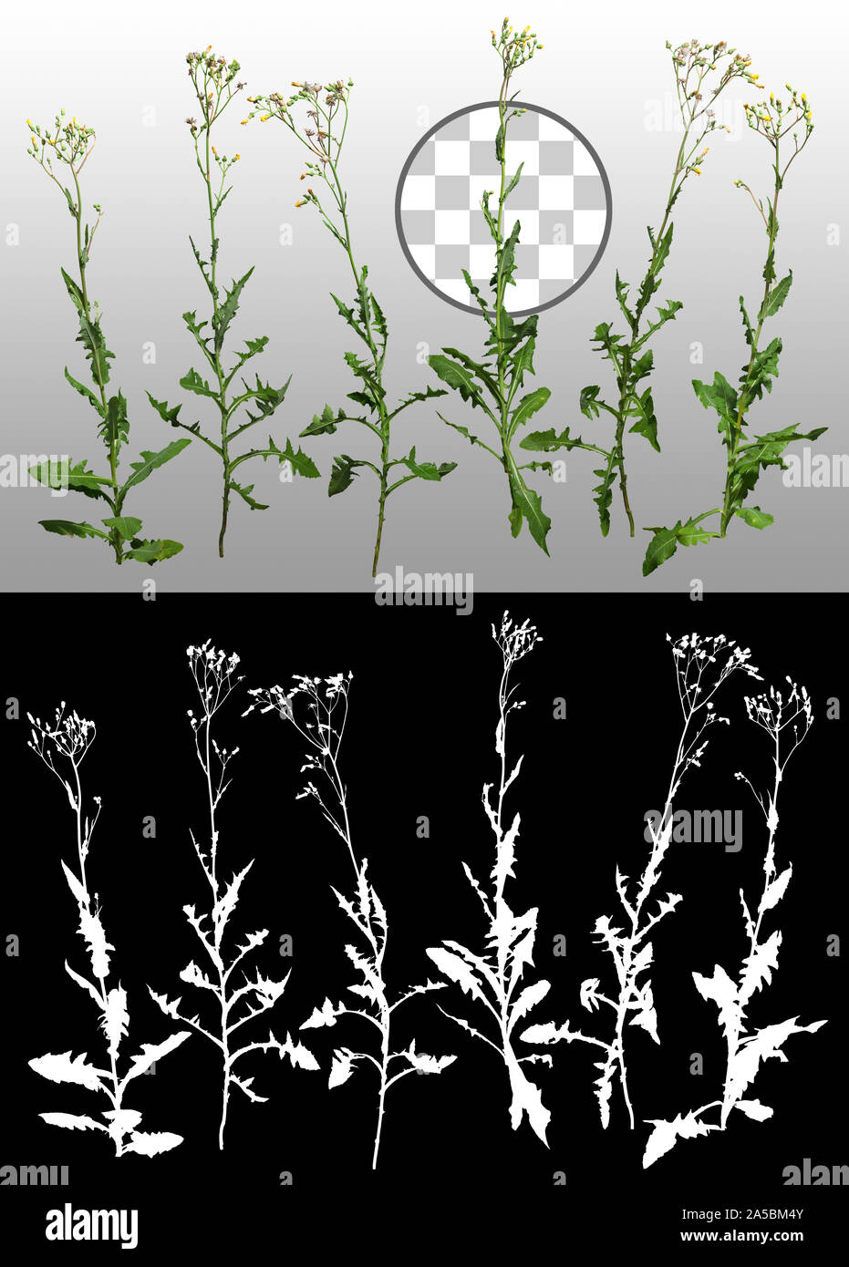 Wilder Salat. Wildpflanze isoliert auf transparentem Hintergrund über einen Alphakanal. Hochwertige Beschneidmaske für professionelle Komposition. Stockfoto