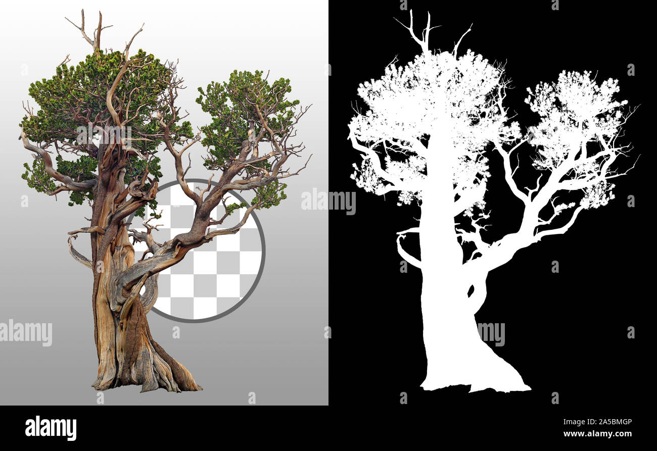 Borstenpine ausschneiden. Alte Kiefer isoliert auf transparentem Hintergrund über einen Alphakanal. Uralter Baumstamm. Stockfoto