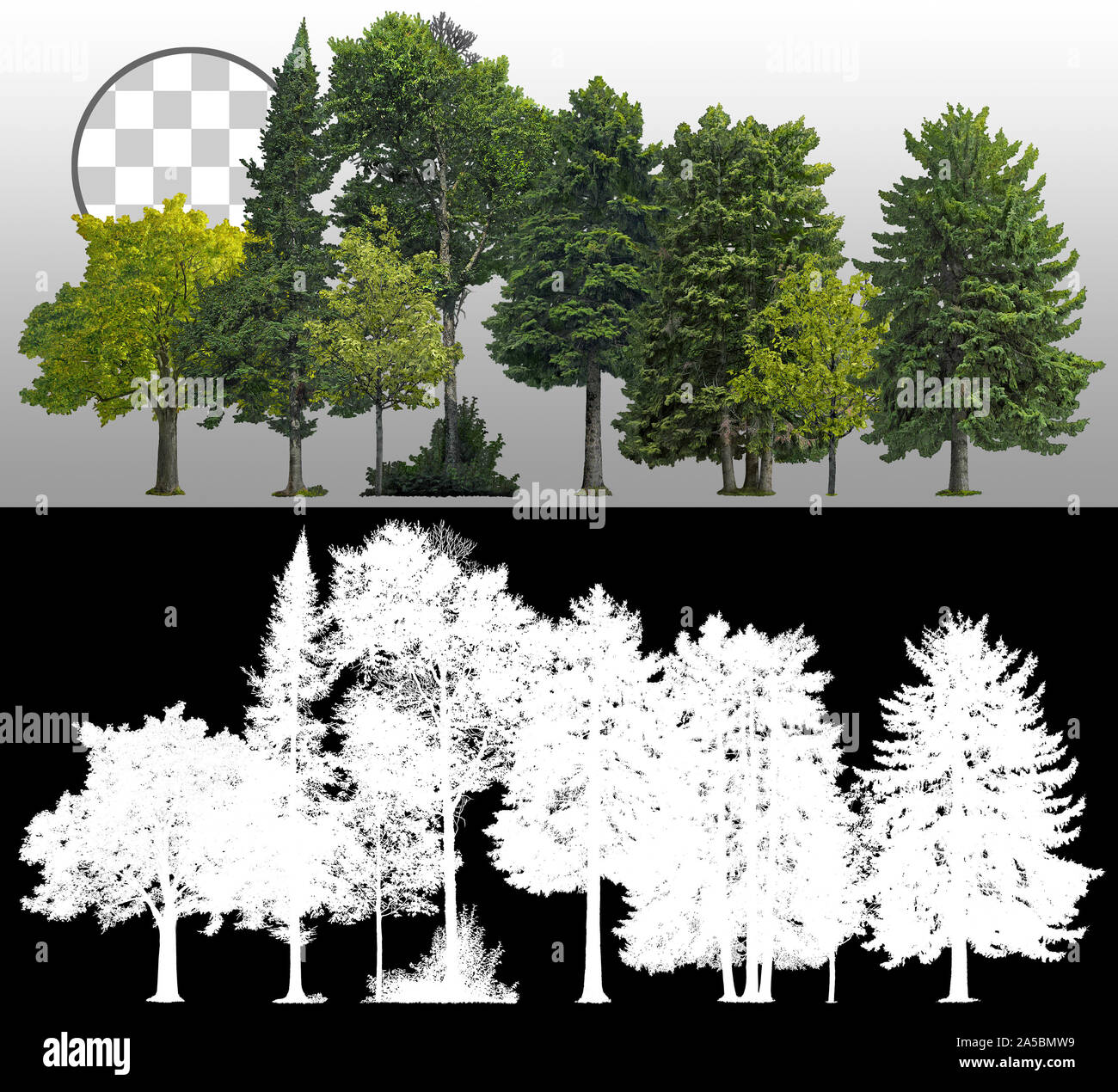 Baumgrenze für Ausschnitte. Nadelholz und decidiös. Reihe von grünen Bäumen und Kiefern isoliert auf transparentem Hintergrund über einen Alphakanal. Forestscape. Stockfoto
