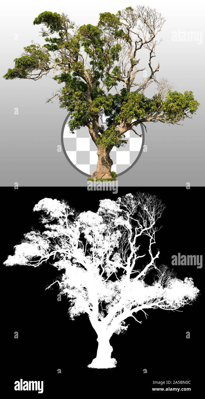 Uralter tropischer Baum isoliert auf transparentem Hintergrund über einen Alphakanal. Großer Savannah Baum mit grünem Laub bedeckt. Stockfoto