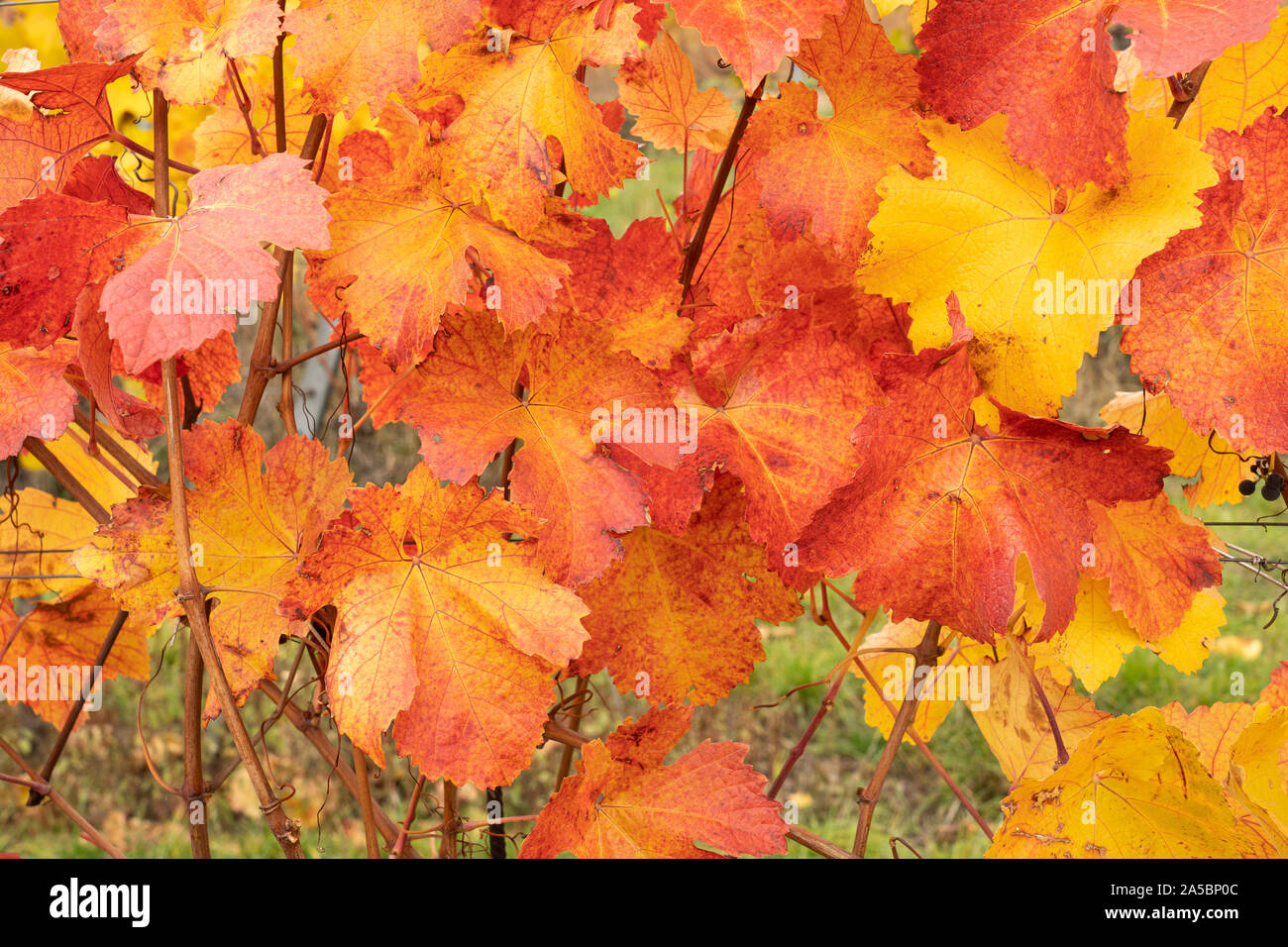 Eine Nahaufnahme der leuchtend rote und gelbe Blätter im Herbst der Europäischen Weinrebe (Vitis vinifera) in Niederösterreich Stockfoto