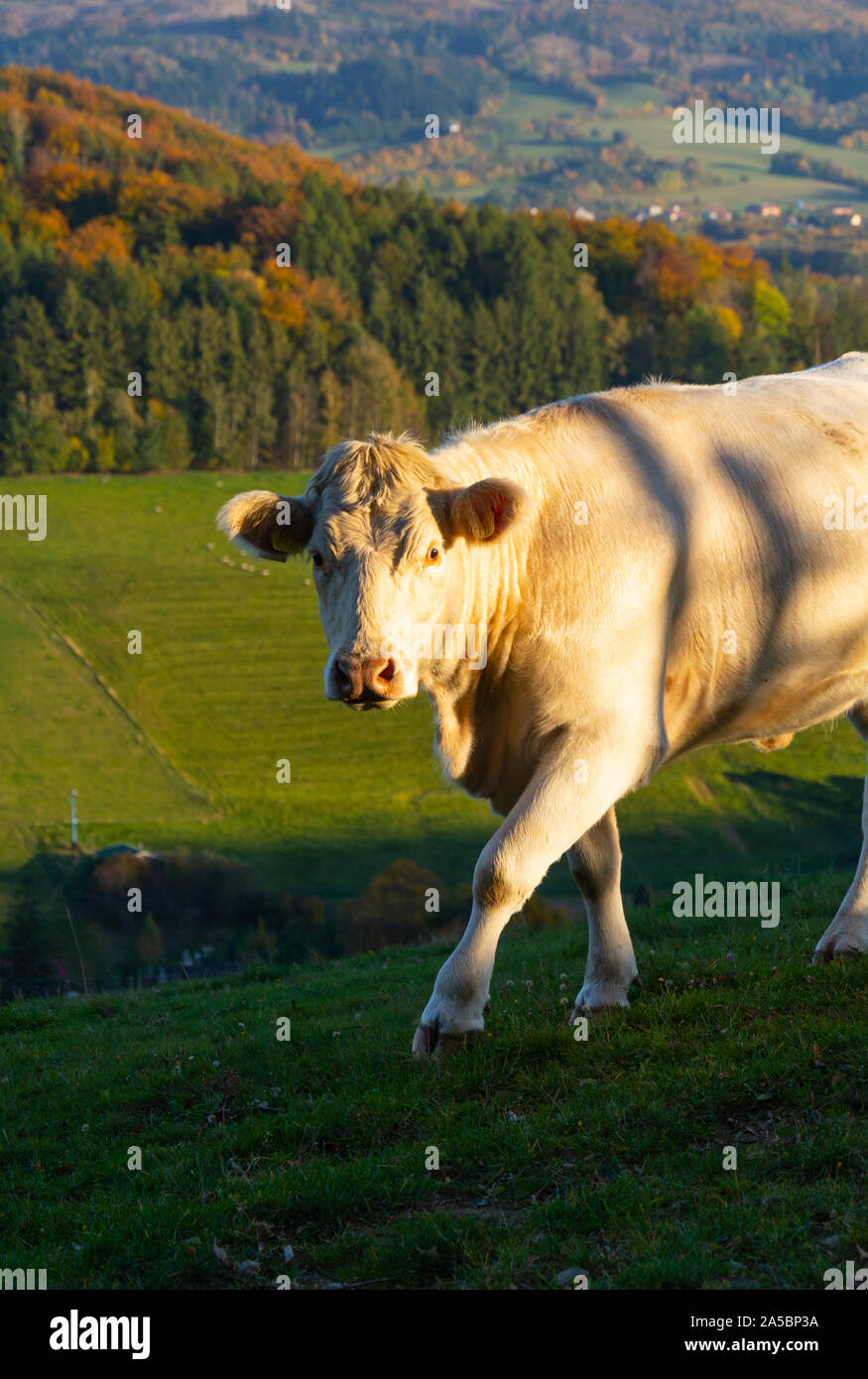 Kuh in Beskiden Stockfoto