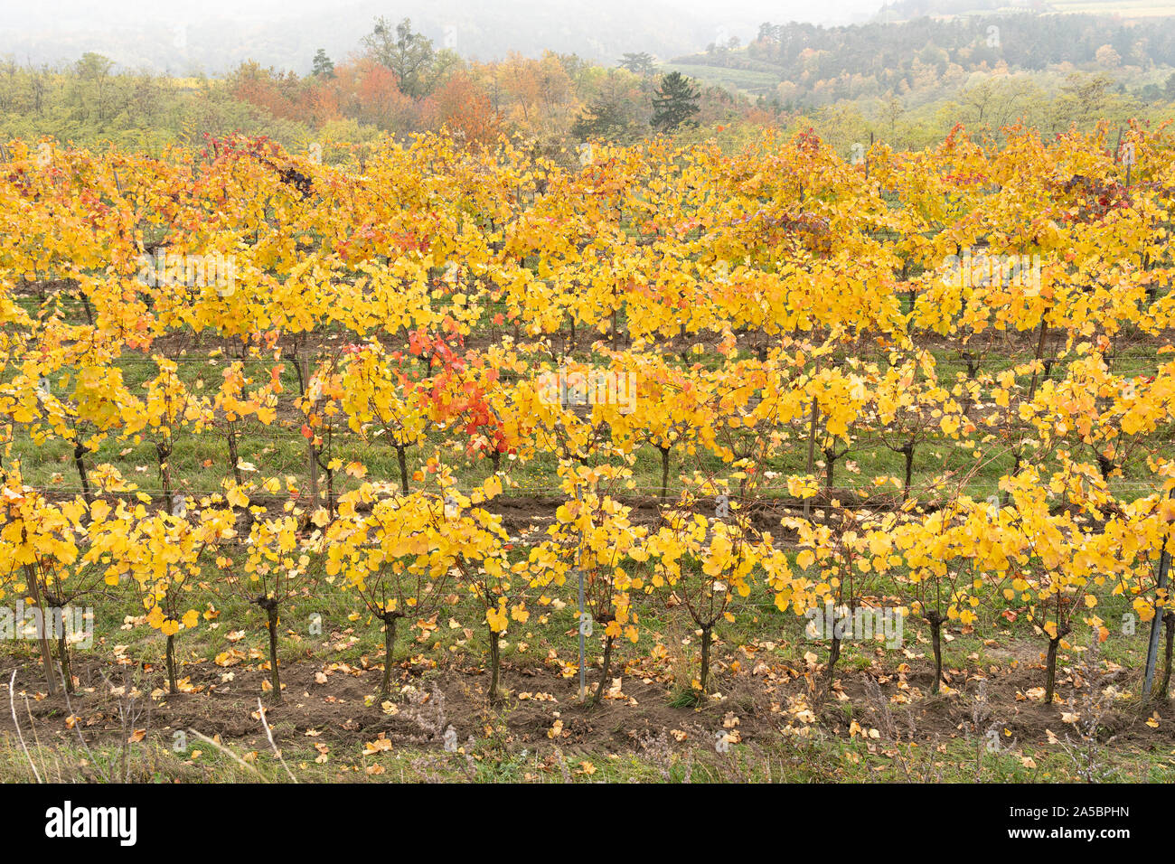 Reihen von europäischen Weinreben mit gelben und roten Blätter an einem nebligen Tag im Herbst in einem Weinberg im Weinanbaugebiet von Kamptal, Niederösterreich Stockfoto