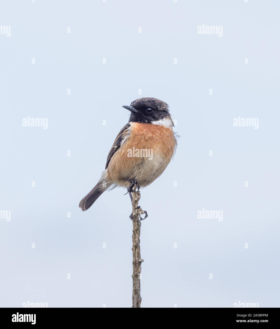 Stonechat Saxicola Rubicola in einer Filiale, Schottland, Großbritannien Stockfoto