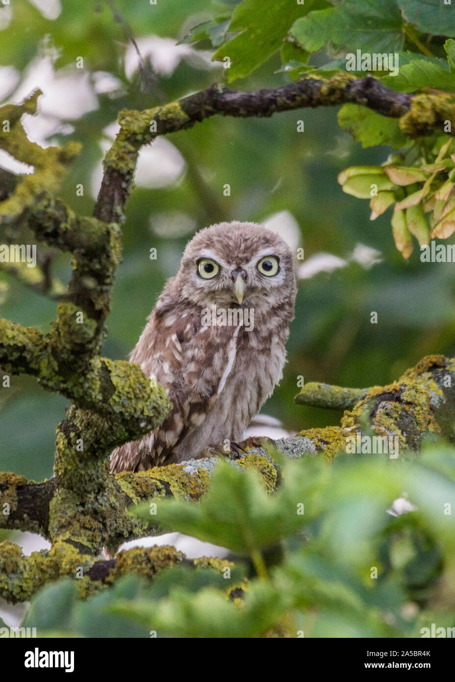 Die kleine Eule Athene noctua thront in einem Baum, der nach außen nach Norfolk UK zeigt Stockfoto