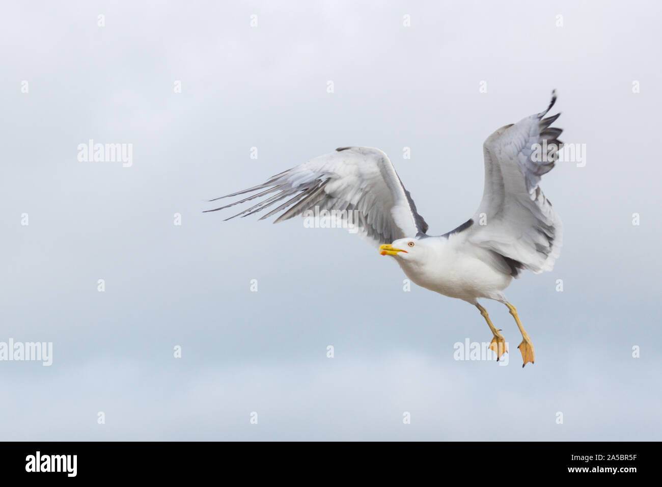 Weniger Schwarz backed gull Larus fuscus im Flug auf die mit blauem Himmel und Feder detail Norfolk UK Links suchen Stockfoto
