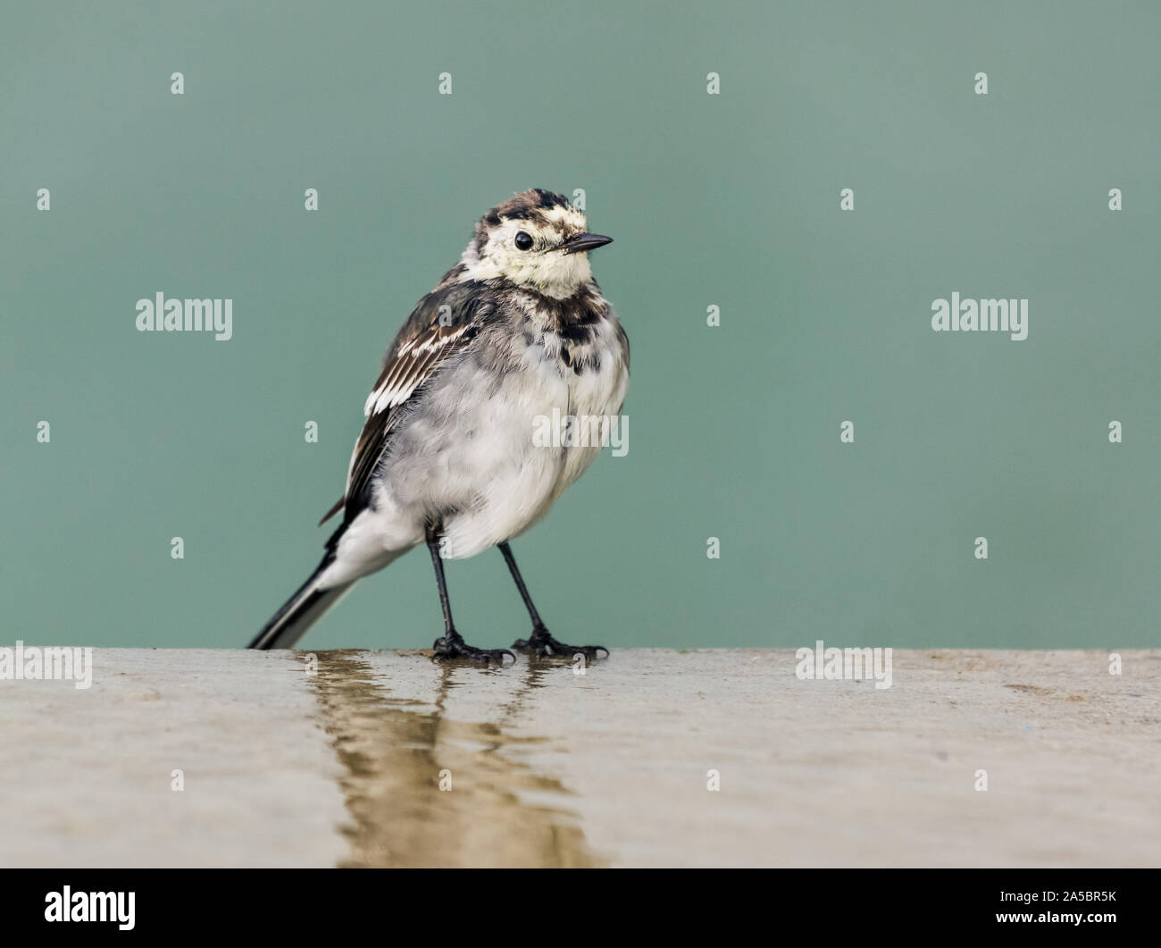 Nahaufnahme von Bachstelze Unterarten Pied Bachstelze Motacilla alba yarrellii stehend auf eine Wand mit einer einfachen Hintergrund und Reflexion Norfolk uk Stockfoto