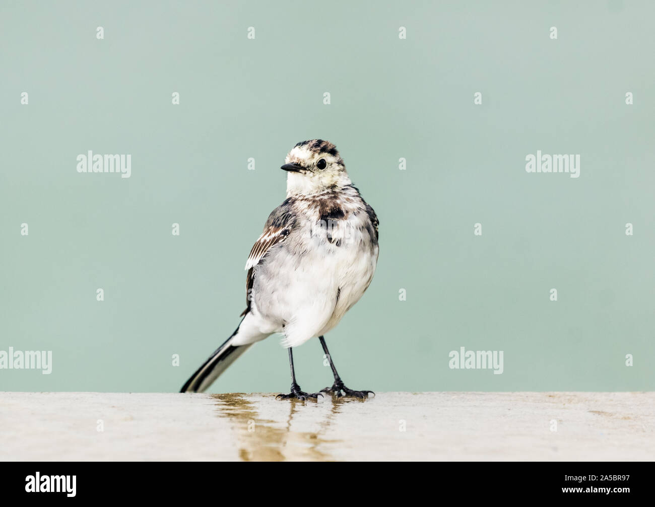 Nahaufnahme von Bachstelze Unterarten Pied Bachstelze Motacilla alba yarrellii stehend auf eine Wand mit einer einfachen Hintergrund und Reflexion Norfolk uk Stockfoto