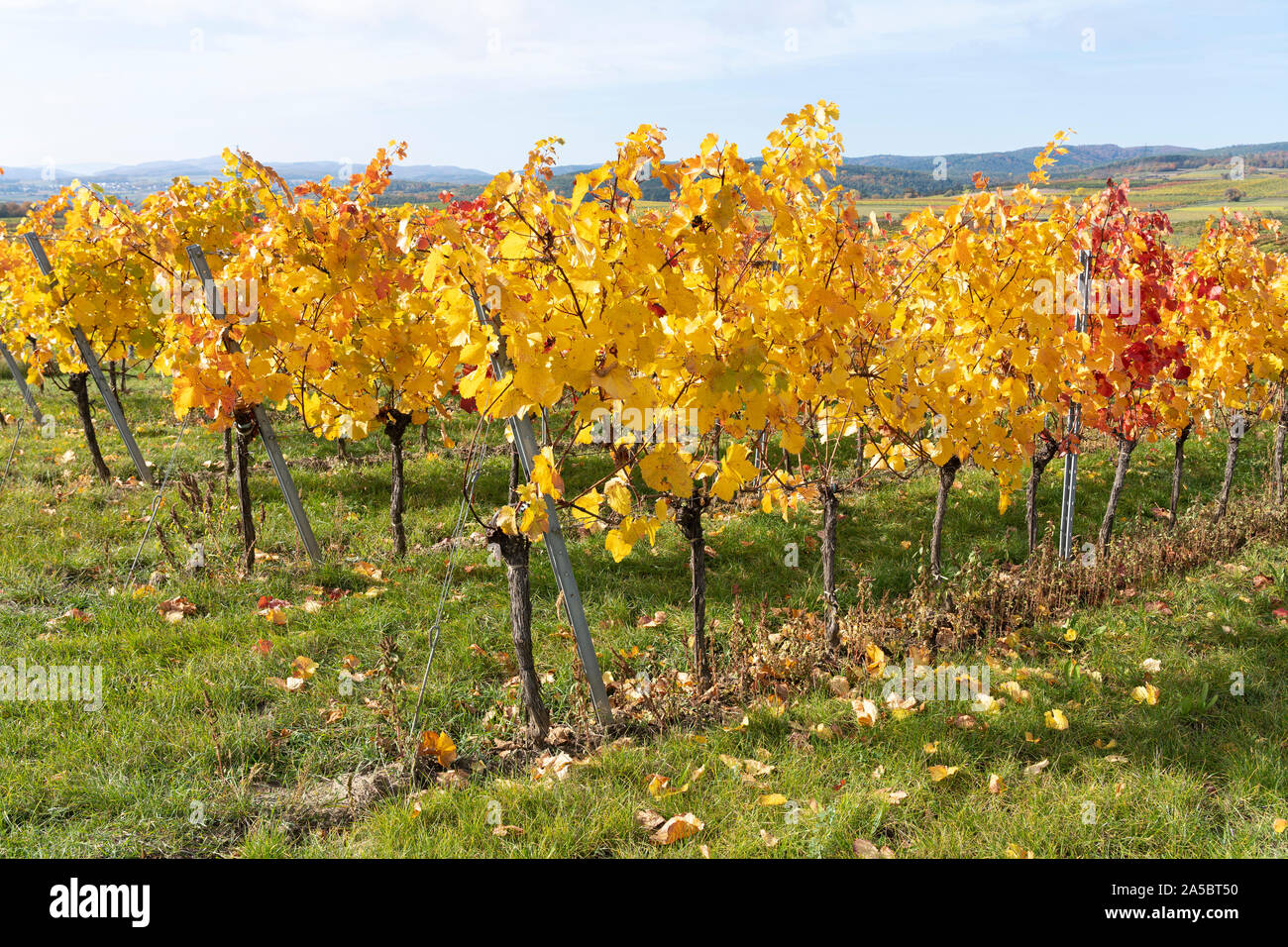 Reihen von europäischen Weinreben mit gelben und roten Blätter im Herbst im Weinanbaugebiet von Kamptal, Niederösterreich Stockfoto