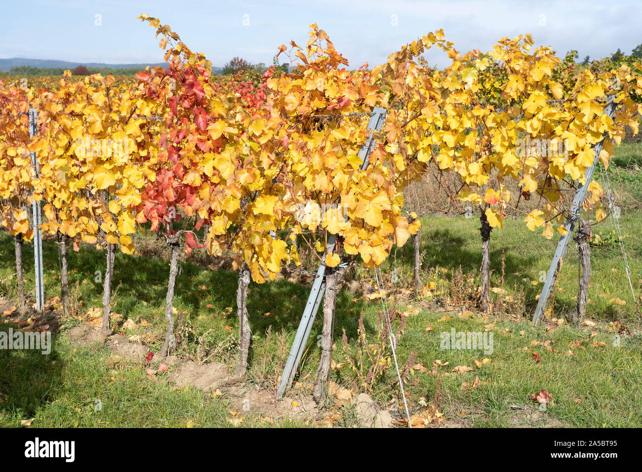 Reihen von europäischen Weinreben mit gelben und roten Blätter im Herbst in einem Weinberg im Weinanbaugebiet von Kamptal, Niederösterreich Stockfoto