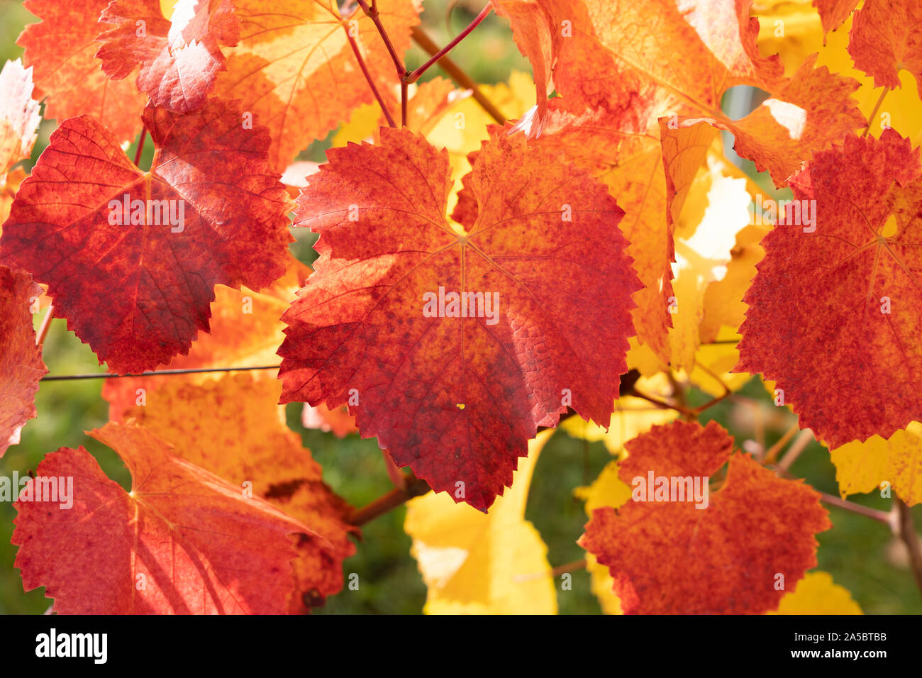 Eine Nahaufnahme der leuchtend rote und gelbe Blätter im Herbst der Europäischen Weinrebe (Vitis vinifera) in Niederösterreich Stockfoto