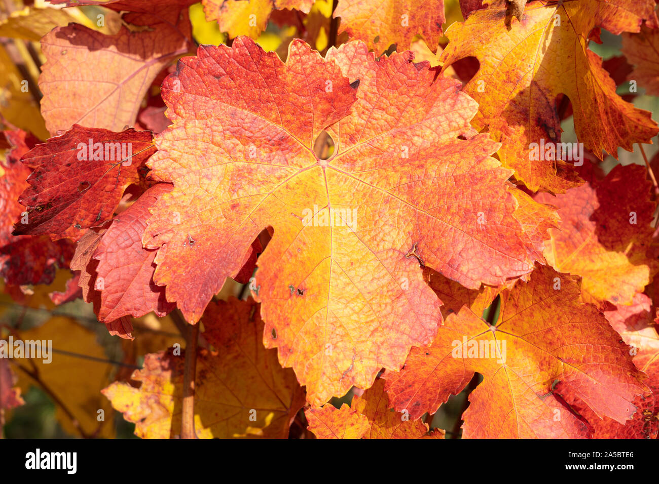 Eine Nahaufnahme der leuchtend rote und gelbe Blätter im Herbst der Europäischen Weinrebe (Vitis vinifera) in Niederösterreich Stockfoto
