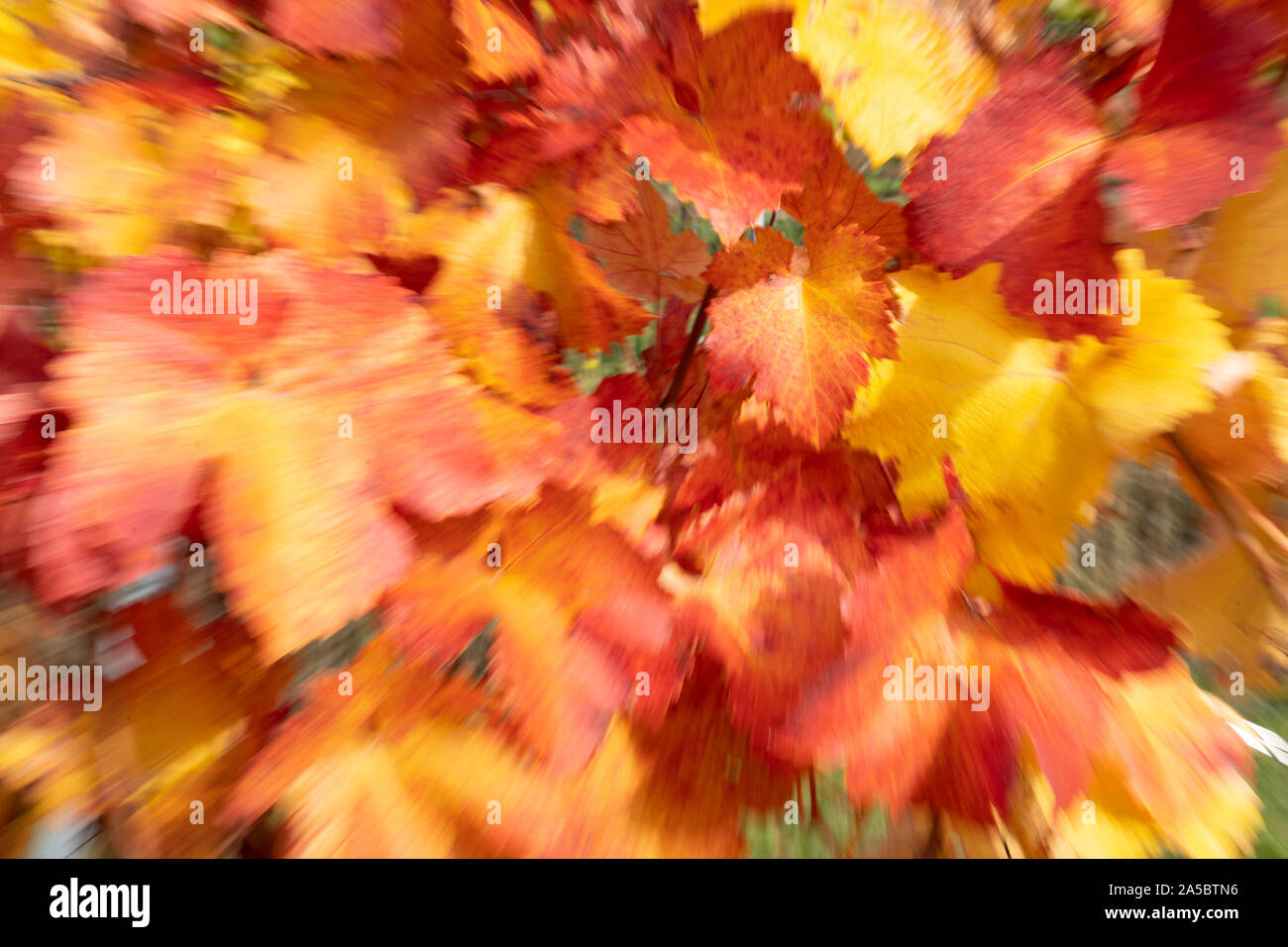 Eine abstrakte twist Bild vergrößern der Europäischen Weinrebe rote und gelbe Blätter im Herbst in Niederösterreich Stockfoto