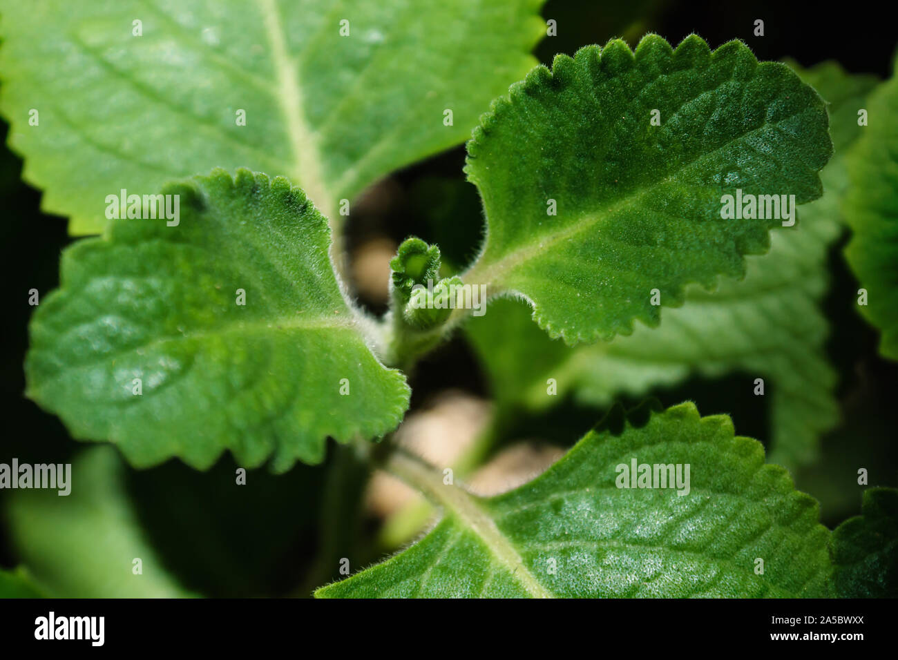 Blühende Plectranthus amboinicus, indische Borretsch oder mexikanische Minze mit Minze Oregano Geschmack in einem Garten durch Sonnenlicht glänzte Stockfoto