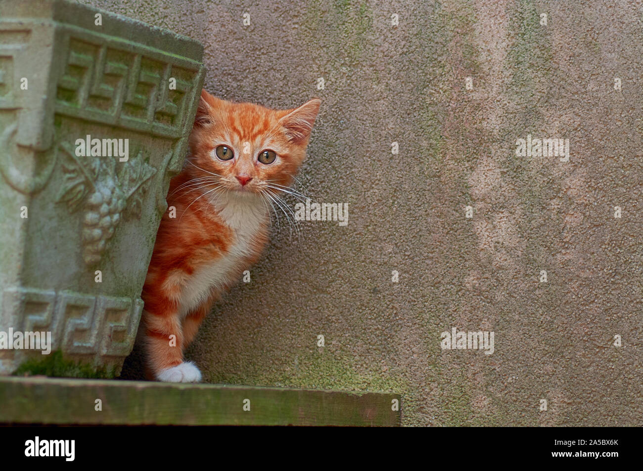 Eine orange Tabby kitten Einblicke hinter einer Pflanzmaschine. Stockfoto
