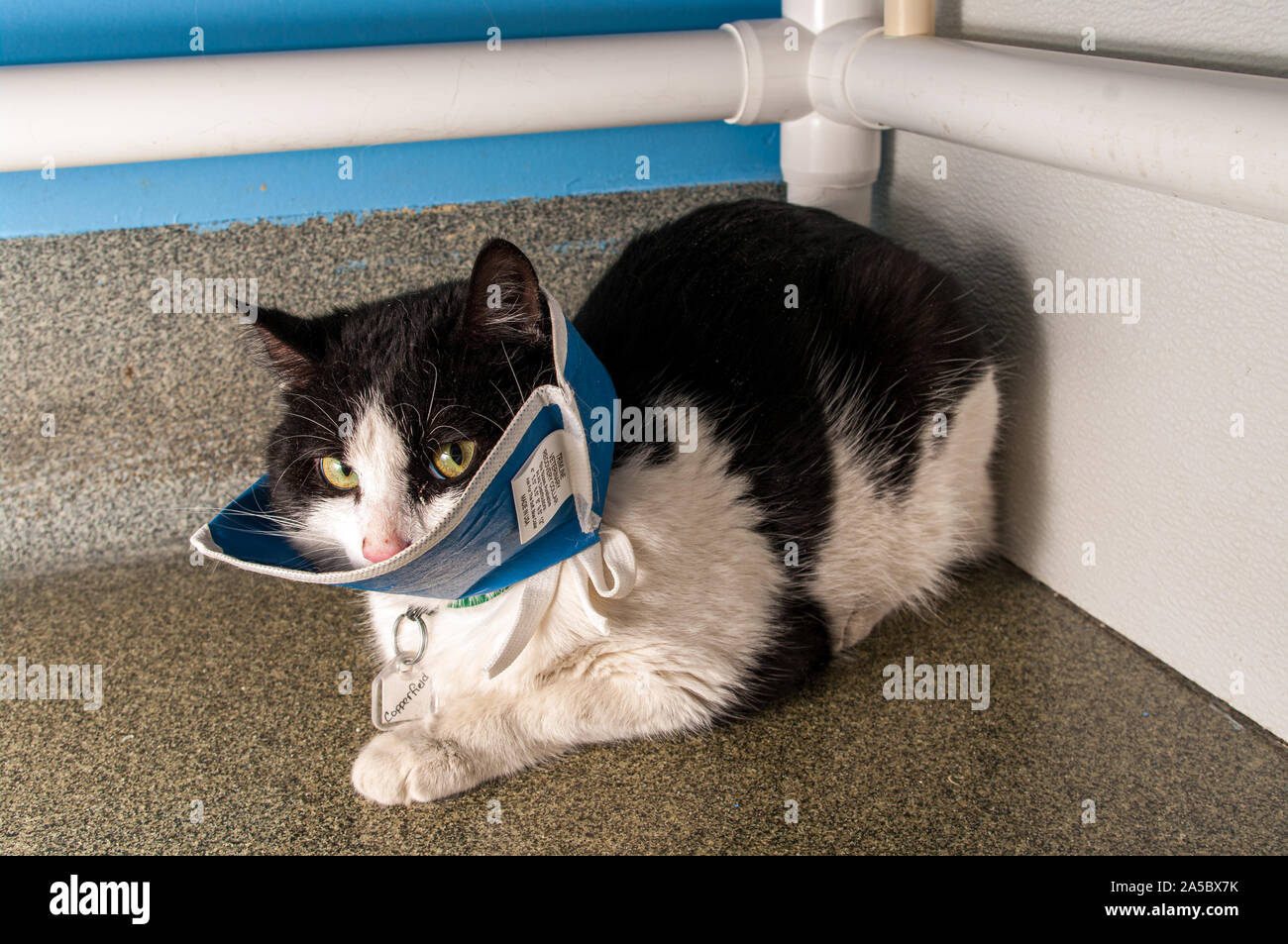 Eine schwarze und weiße trägt ein Kegel Kragen, nachdem er vor kurzem in der Chirurgie. Stockfoto
