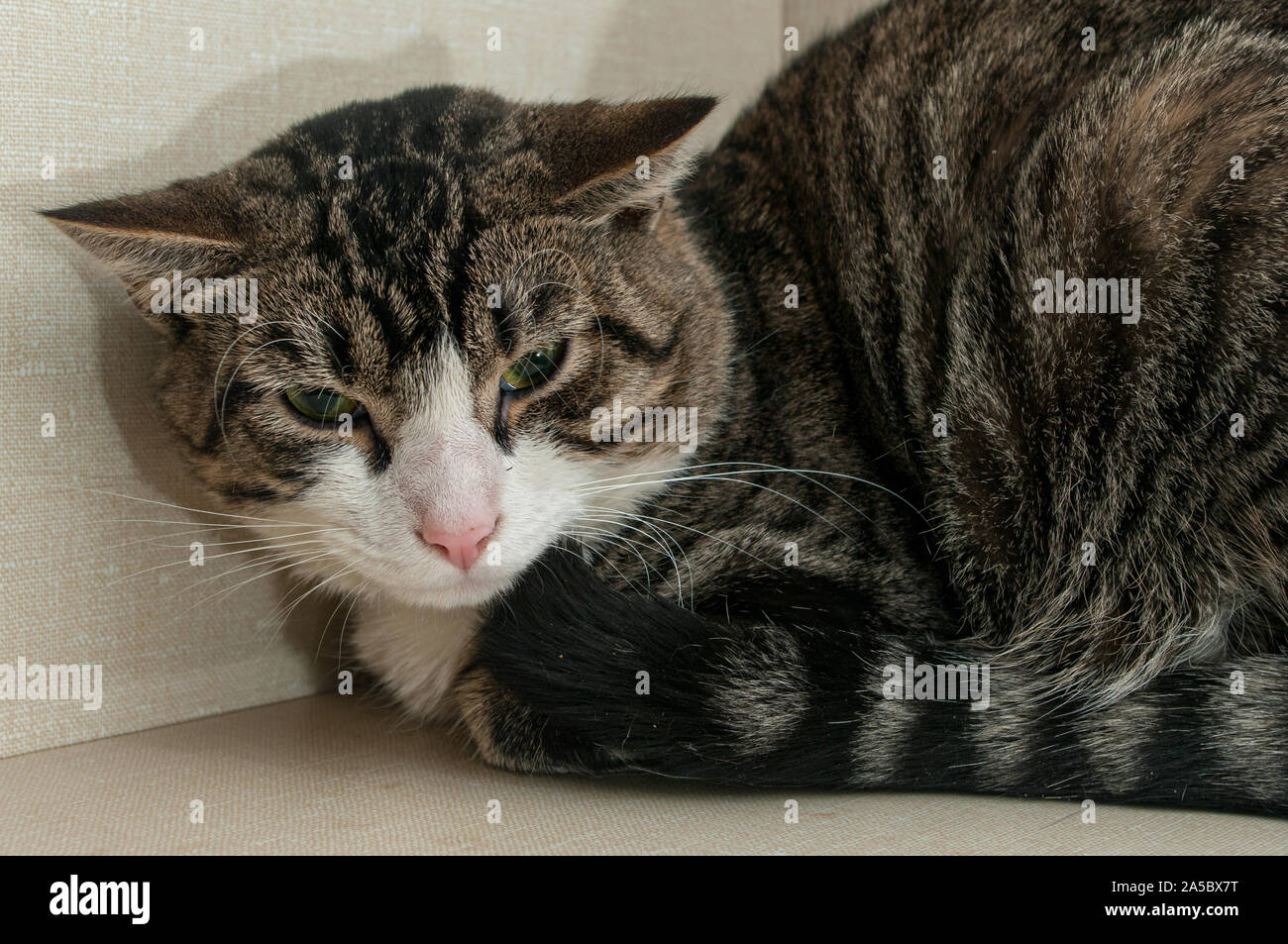 Eine gerettete Katze zeigt einige Furcht und Angst gegenüber Menschen. Stockfoto