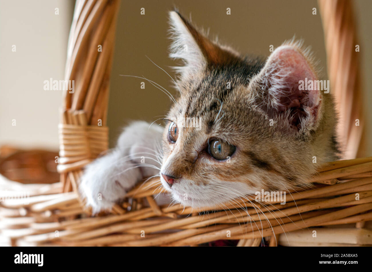 Adorable neugierige Kätzchen im Korb und schauen, während in natürliches Licht getaucht. Stockfoto