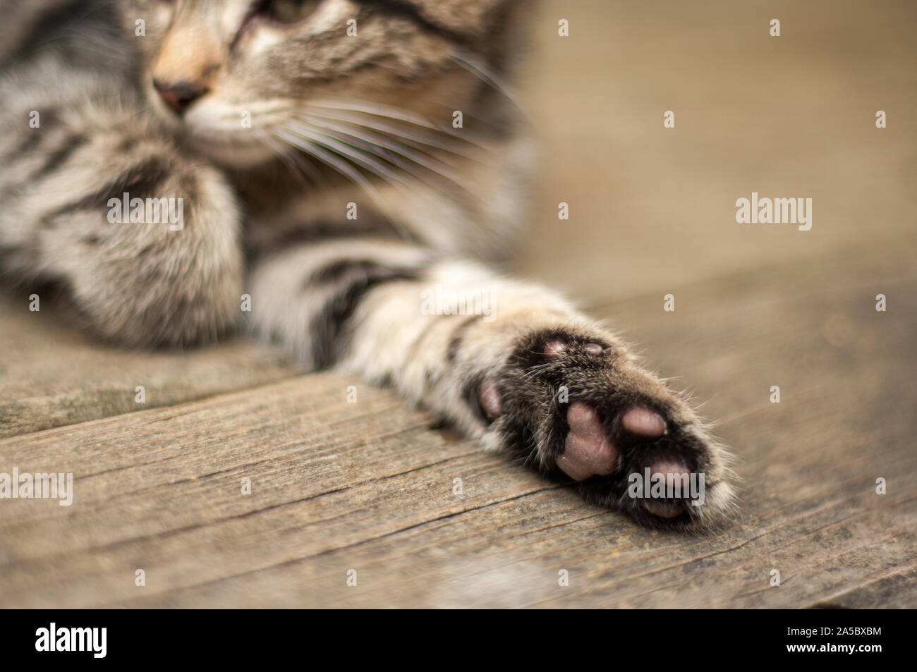 Ein Kätzchen entspannt mit Ausgestreckter Pfote. Stockfoto