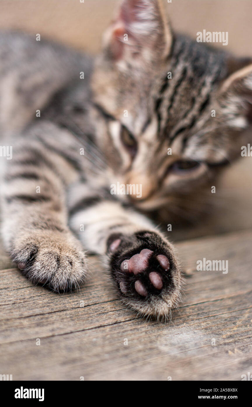 Ein Kätzchen entspannt mit Ausgestreckter Pfote. Stockfoto