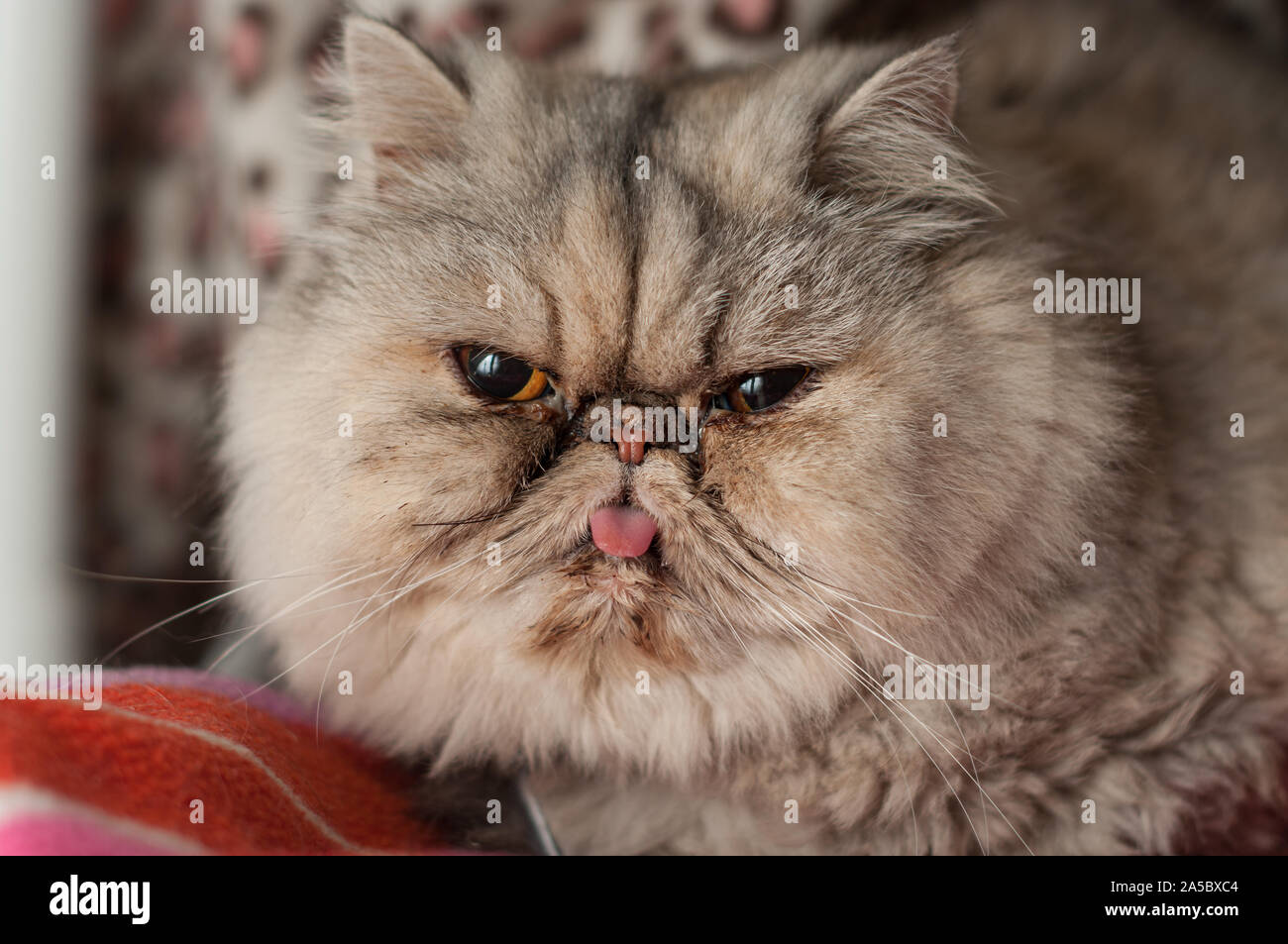 Ein grumpy Suche Persische reinrassige Katze klebt seine Zunge heraus. Stockfoto