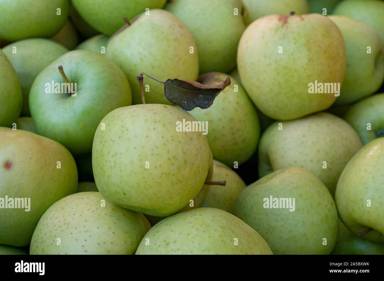 Ein grüner Apfel mit einem Blatt auf seinem Stamm sticht unter einem Bündel anderer Äpfel. Stockfoto