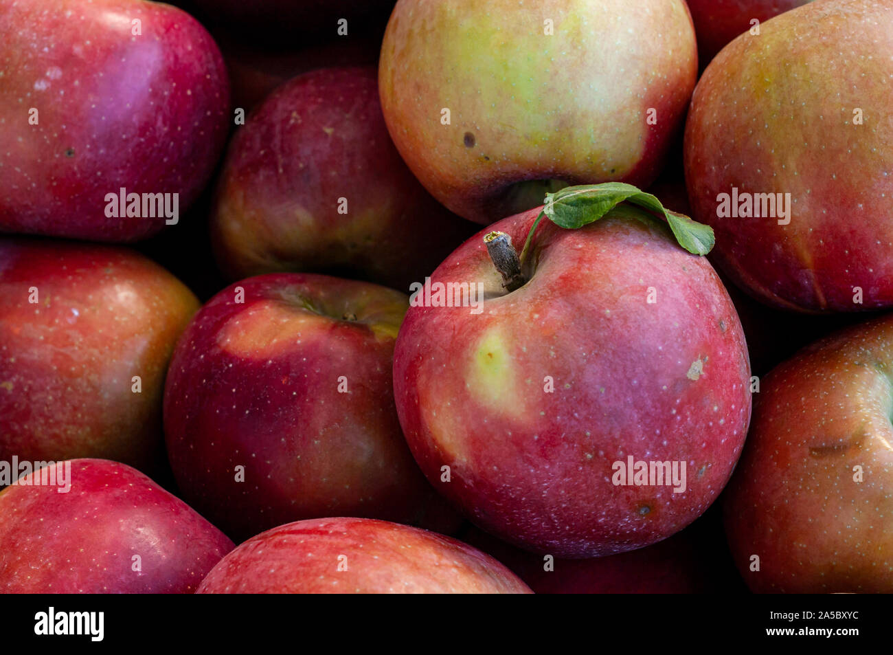 Ein fleckiges roten und grünen Apfel mit einem Blatt auf seinem Stamm sticht unter ein paar Äpfel. Stockfoto