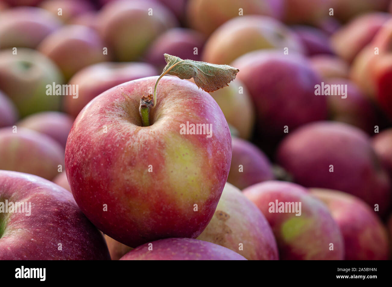 Ein fleckiges roten und grünen Apfel mit einem Blatt auf seinem Stamm sticht unter ein paar Äpfel. Stockfoto