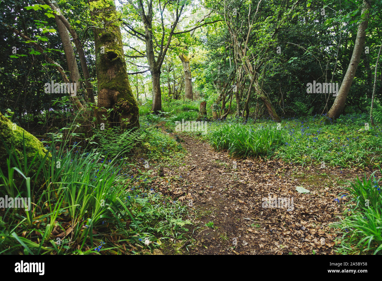 Die Bäume blühen und Bluebell Blumen im Frühling in Whin Park, Inverness Blüte Stockfoto