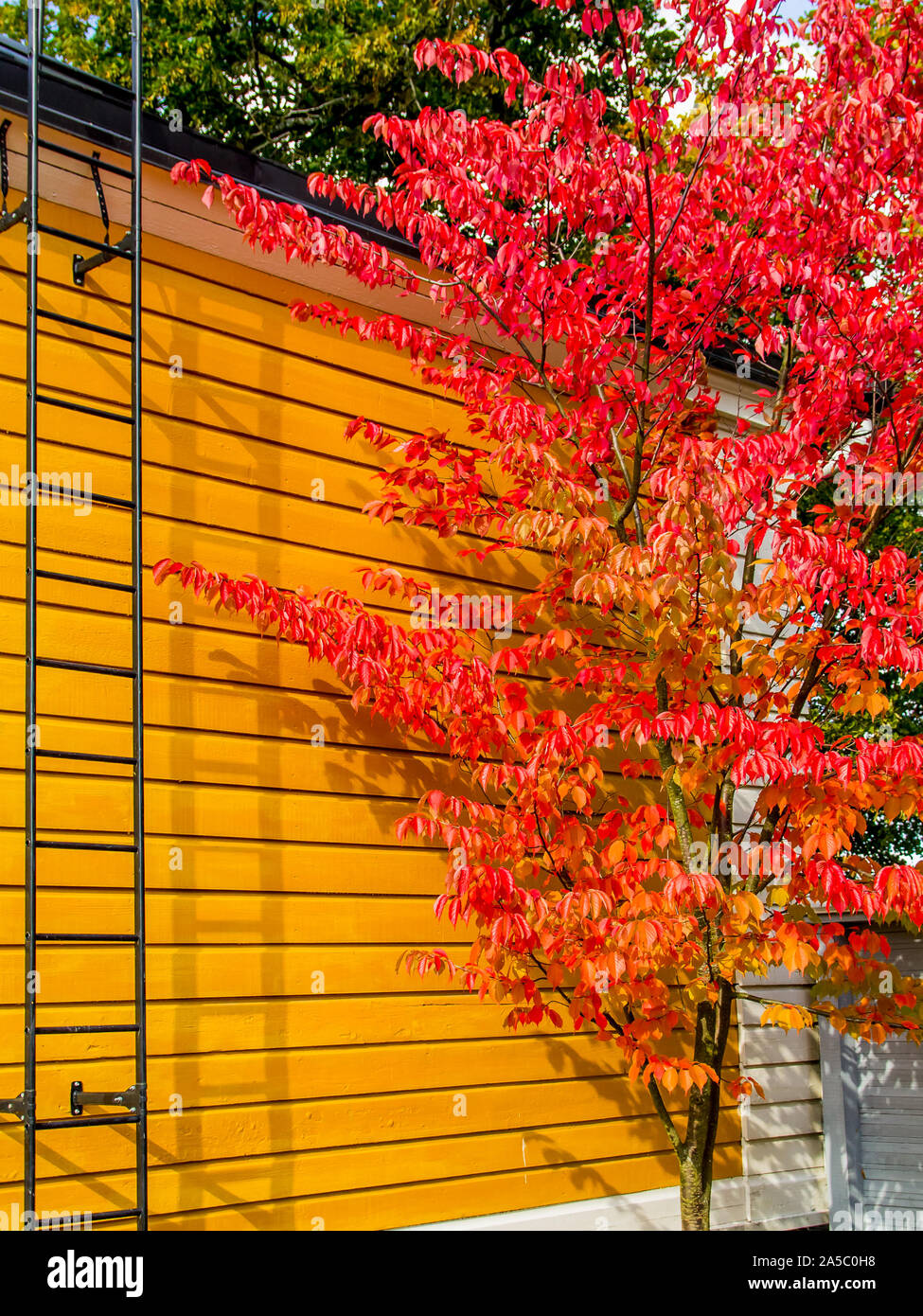 Im Herbst leuchtend rot gefärbten Sargent Cherry (Prunus Sargentii) Baum gegen Yellow Cottage wall - Porträt Stockfoto