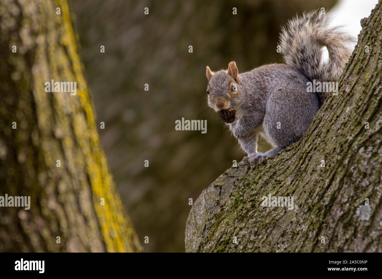 Ein graues Eichhörnchen hält eine Mutter in ihrem Mund und argwöhnisch Wacht. Stockfoto