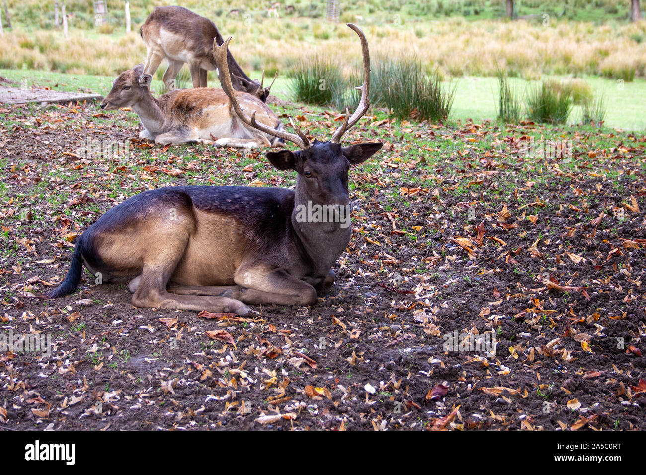 Der Damhirsch in der Mitte seiner Pack Look, Latein Dama Dama Stockfoto