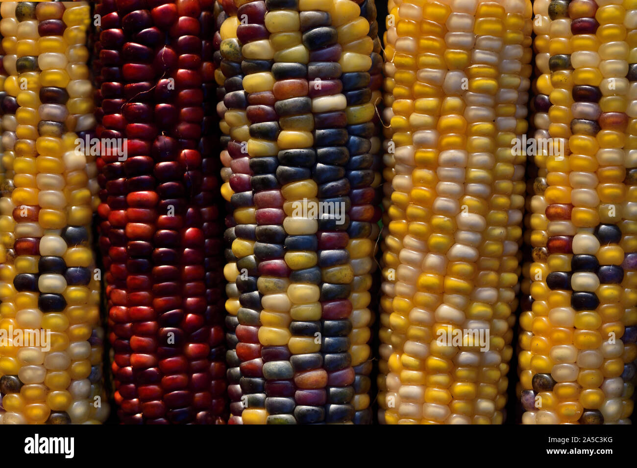 Closeup und Hintergrund der frischen bunten Maiskolben nebeneinander liegend im Herbst nach der Ernte Stockfoto