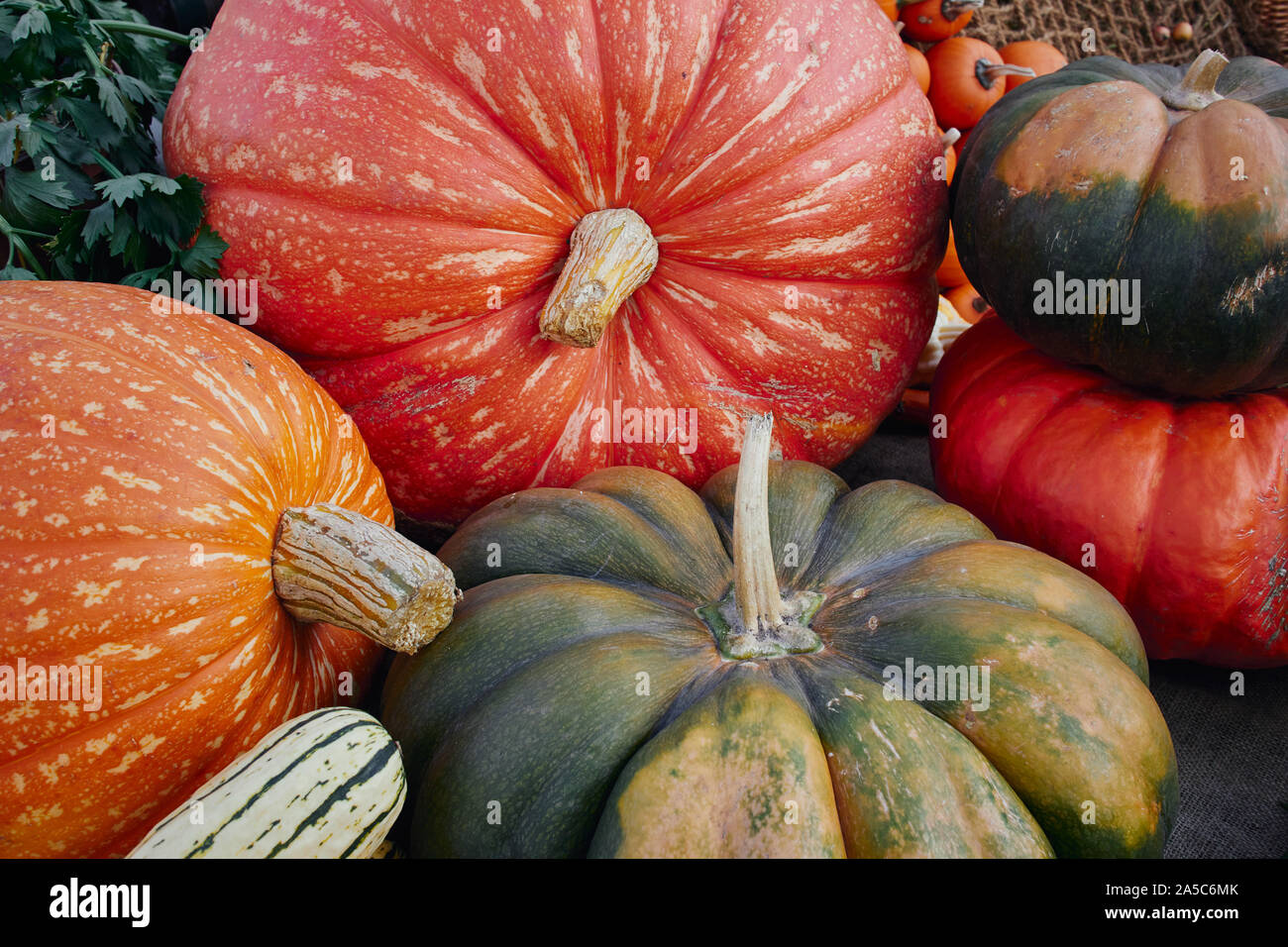 Bunte Kürbisse und Kürbis (Cucurbita) von verschiedenen Arten. Stockfoto