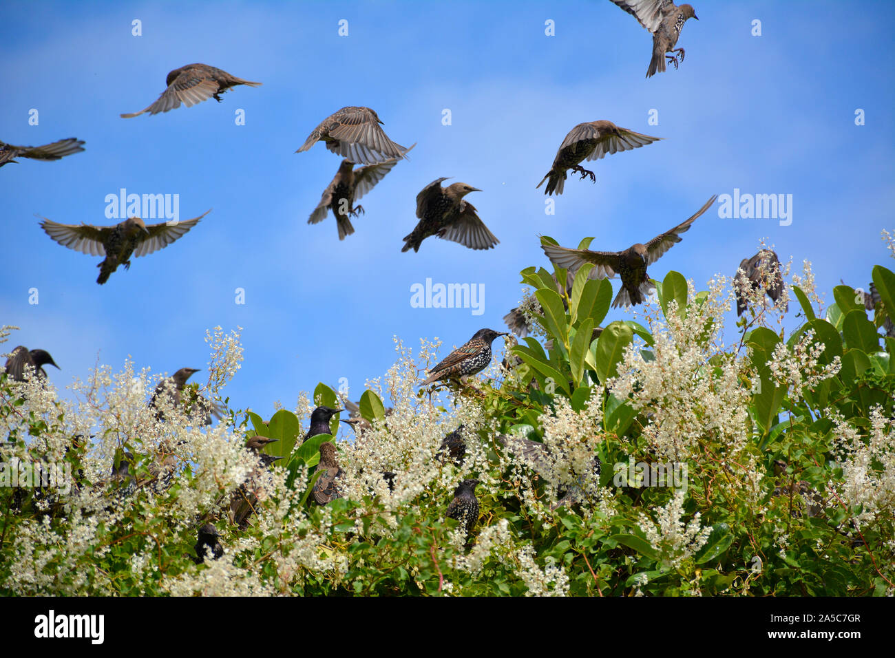 Herde von Stare (Sturnus Vulgarus) Landung auf einer Bush gegen einen sonnigen blauen Himmel im Sommer in Großbritannien Stockfoto