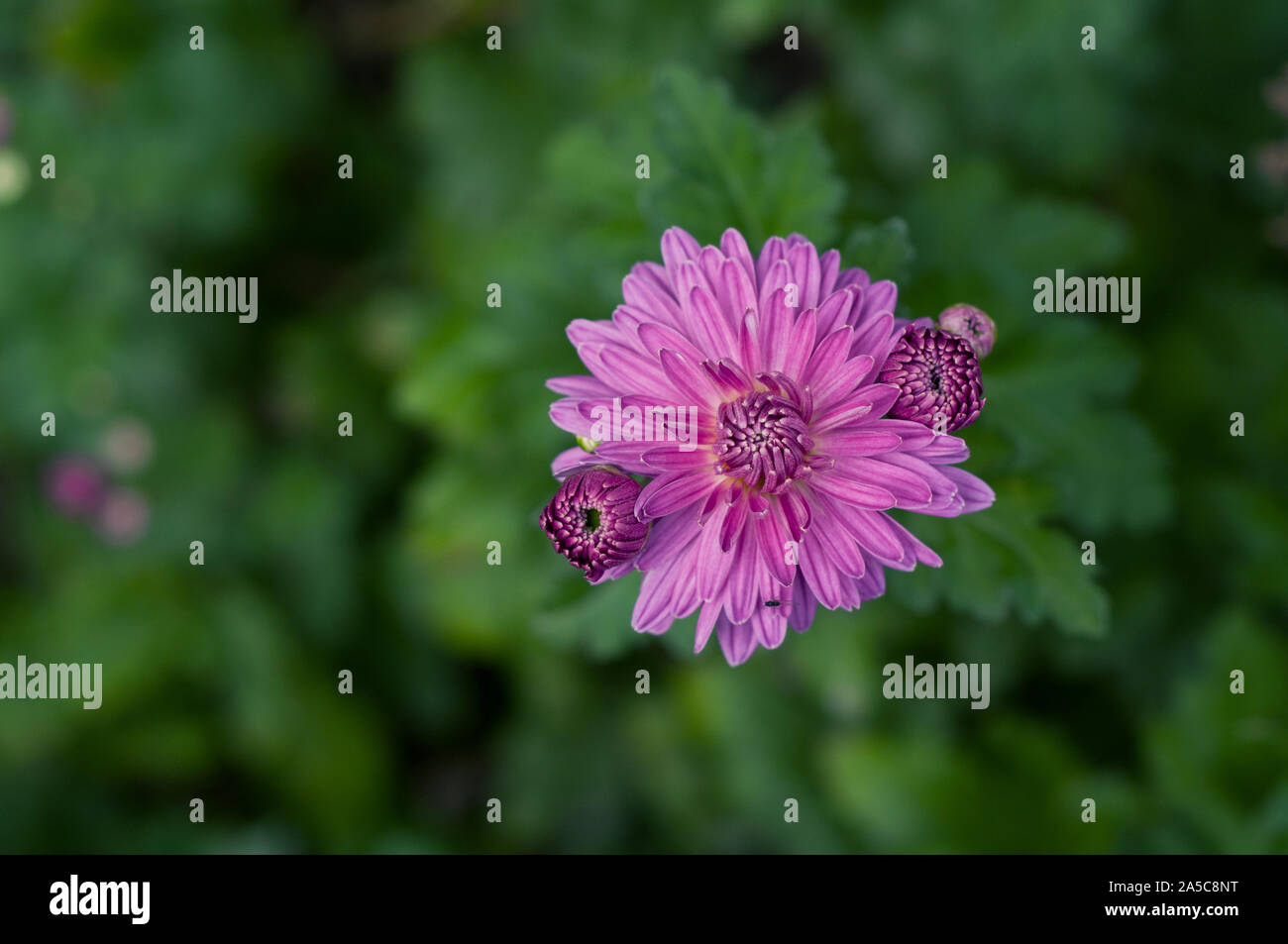 Schönen lila Chrysantheme in grünen Blättern. Einzelne Blume. Garten Pflanzen. Floral background. Stockfoto