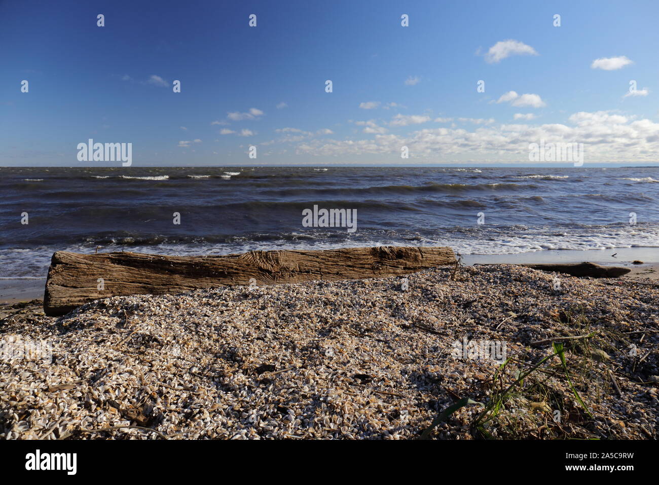 Zebra Muschelschalen auf einem Strand entlang der Ufer des Saginaw Bay Stockfoto